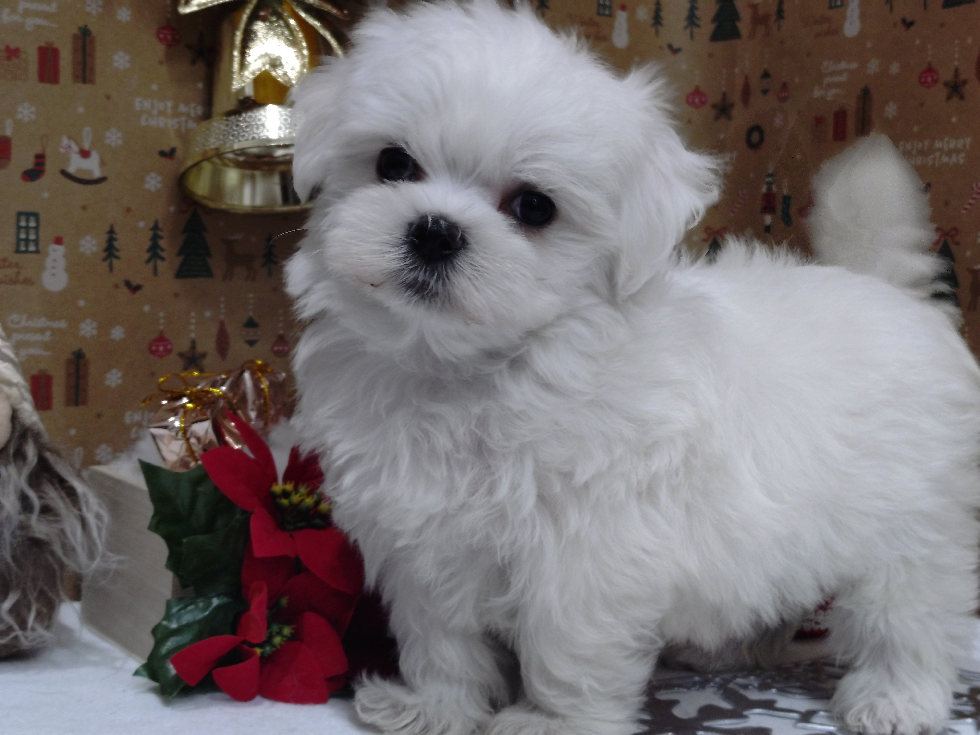 岐阜県のマルチーズ (ペッツワン関店/2025年10月1日生まれ/男の子/ホワイト)の子犬