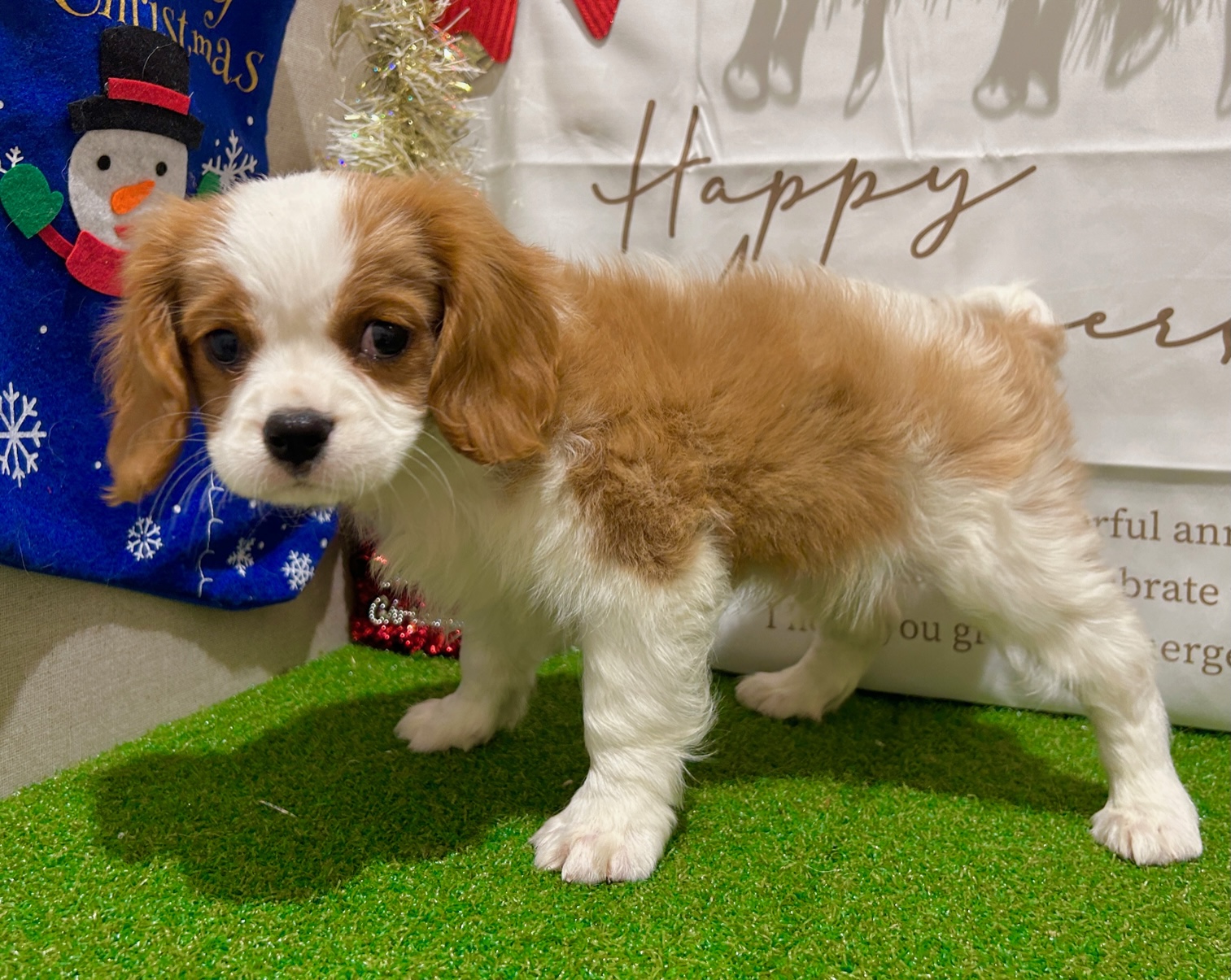 茨城県のキャバリアキングチャールズスパニエル (ペッツワン水戸店/2025年9月26日生まれ/男の子/ブレンハイム)の子犬の3枚目の画像