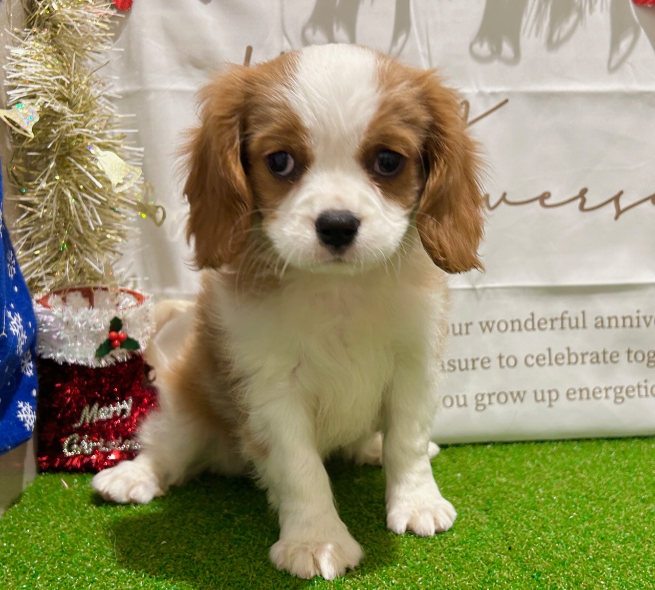 茨城県のキャバリアキングチャールズスパニエル (ペッツワン水戸店/2025年9月26日生まれ/男の子/ブレンハイム)の子犬の1枚目の画像