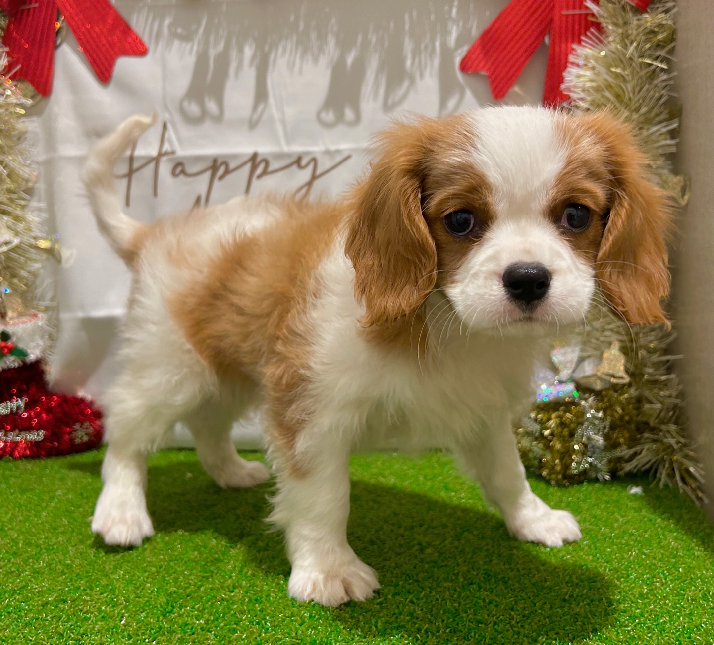 茨城県のキャバリアキングチャールズスパニエル (ペッツワン水戸店/2025年9月26日生まれ/男の子/ブレンハイム)の子犬の2枚目の画像