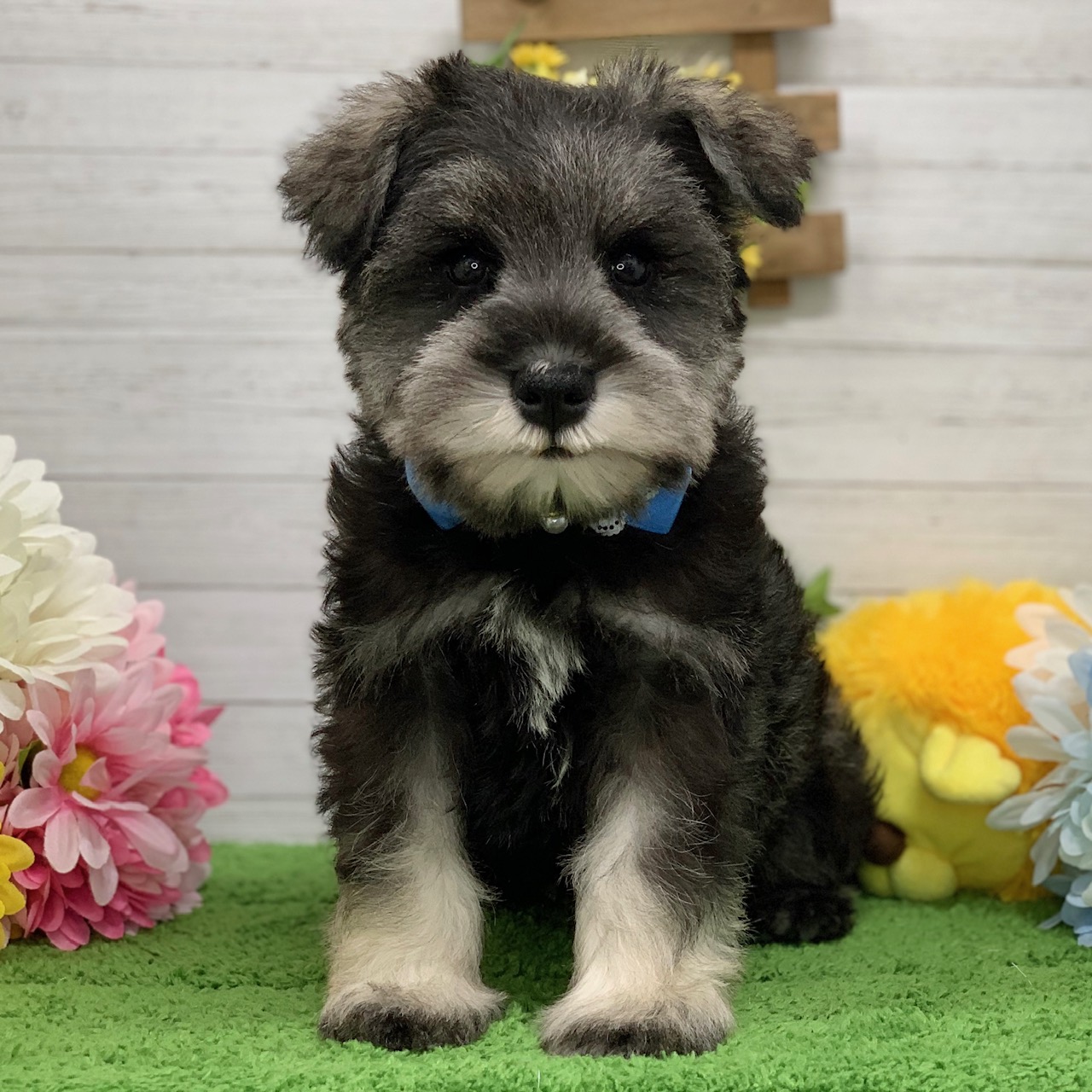 兵庫県のミニチュアシュナウザー (ペッツワン神戸ひよどり台店/2025年9月20日生まれ/男の子/ソルトペッパー)の子犬の1枚目の画像