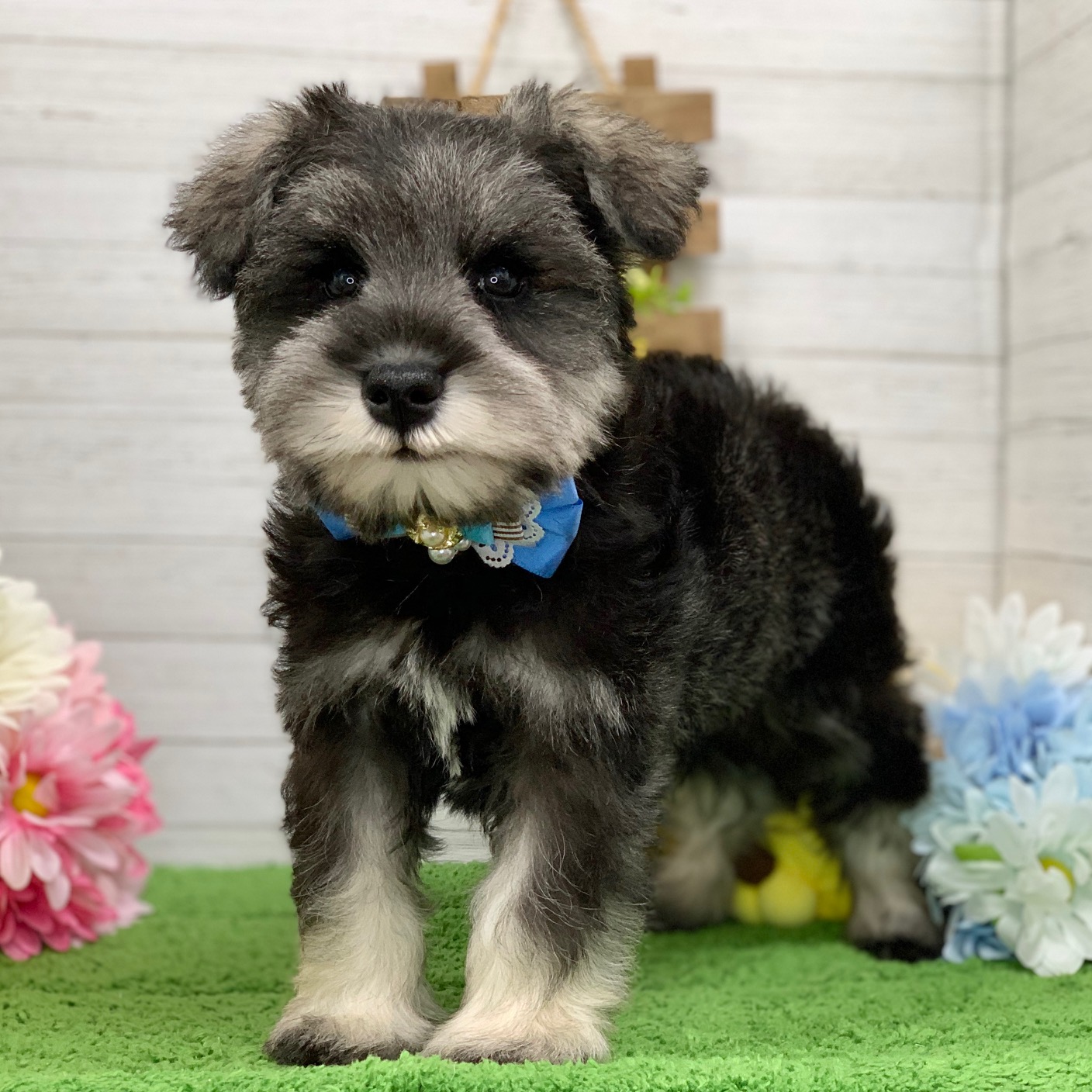 兵庫県のミニチュアシュナウザー (ペッツワン神戸ひよどり台店/2025年9月20日生まれ/男の子/ソルトペッパー)の子犬の2枚目の画像