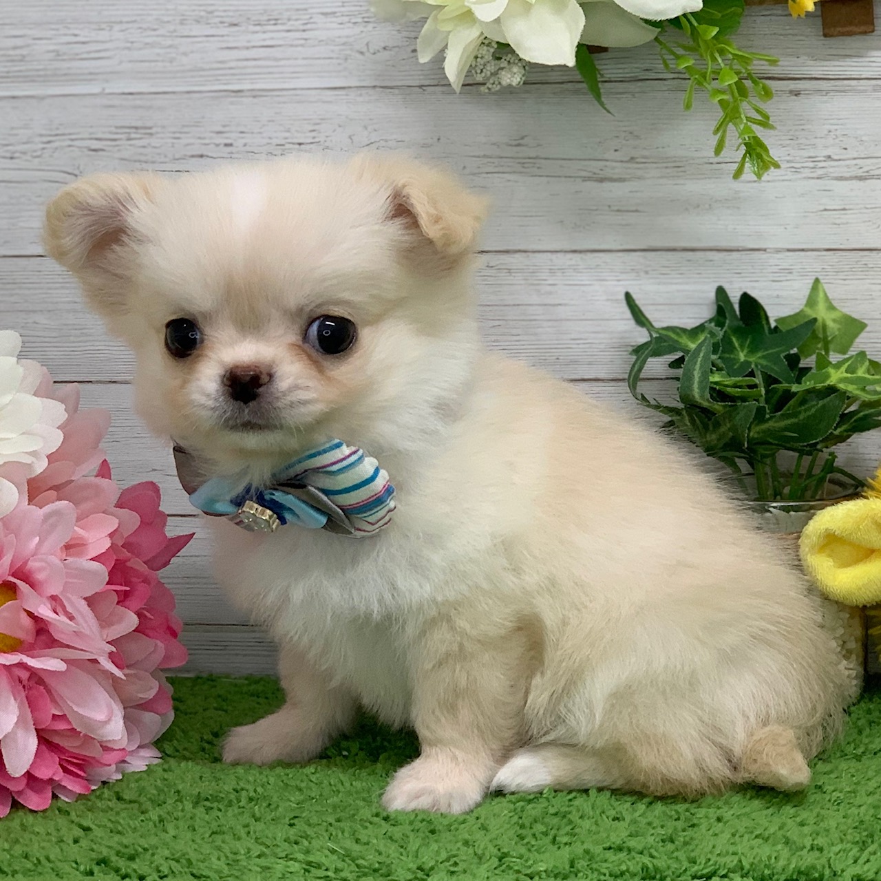 兵庫県のチワワ(ロング) (ペッツワン神戸ひよどり台店/2025年9月25日生まれ/男の子/クリーム)の子犬の2枚目の画像