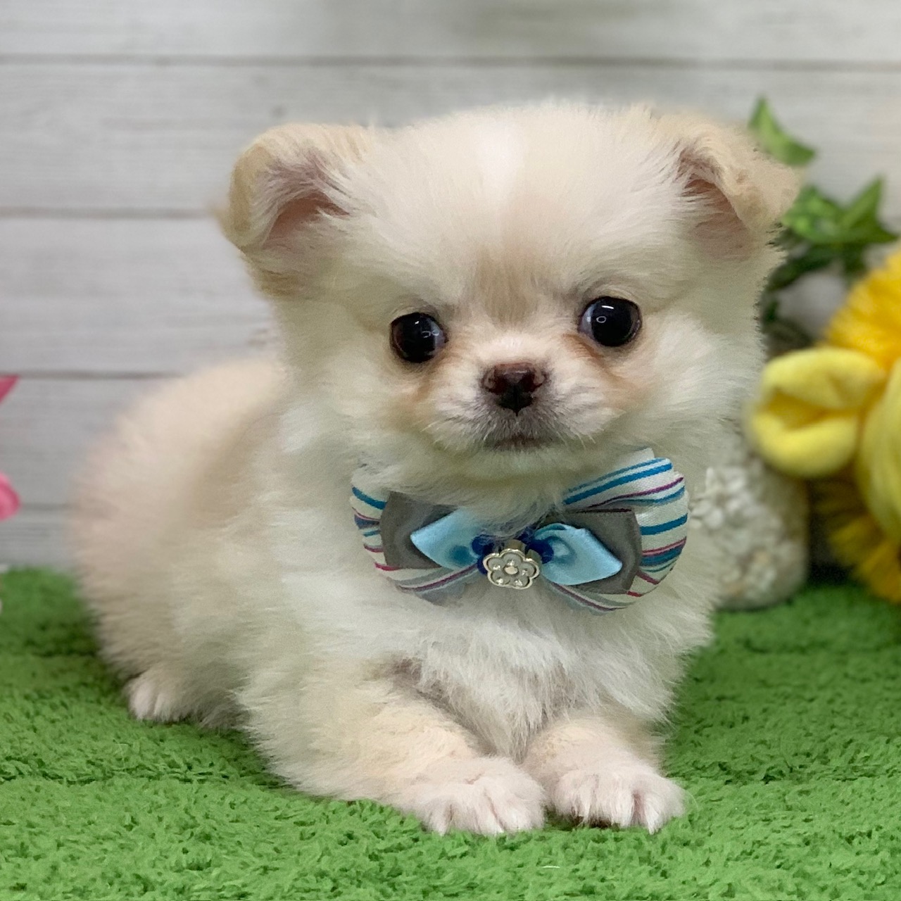 兵庫県のチワワ(ロング) (ペッツワン神戸ひよどり台店/2025年9月25日生まれ/男の子/クリーム)の子犬の3枚目の画像