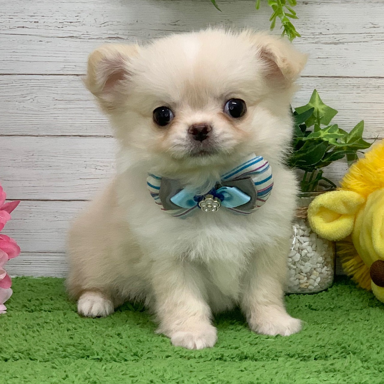 兵庫県のチワワ(ロング) (ペッツワン神戸ひよどり台店/2025年9月25日生まれ/男の子/クリーム)の子犬の1枚目の画像