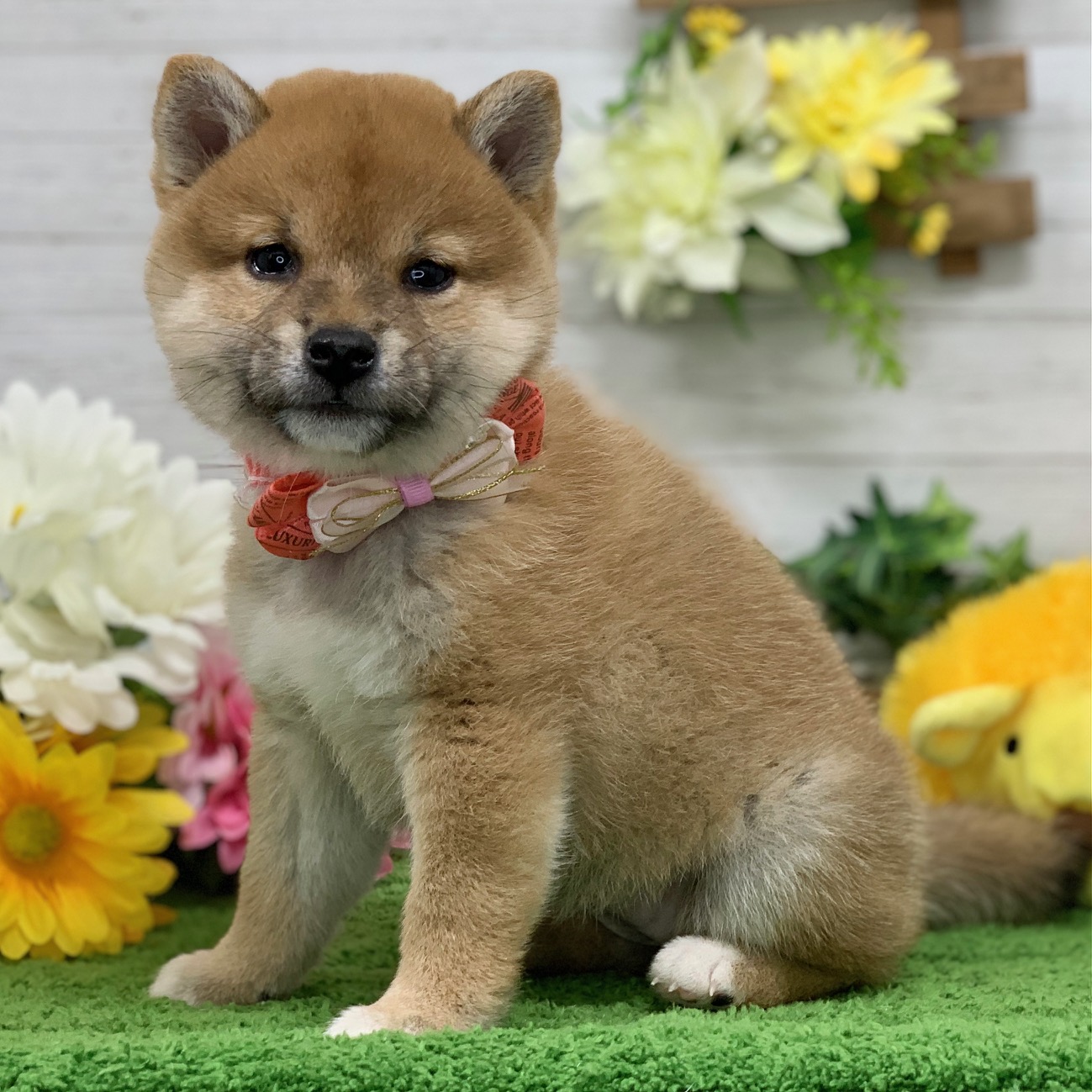 兵庫県の柴犬(標準サイズ) (ペッツワン神戸ひよどり台店/2025年9月24日生まれ/女の子/赤)の子犬の2枚目の画像