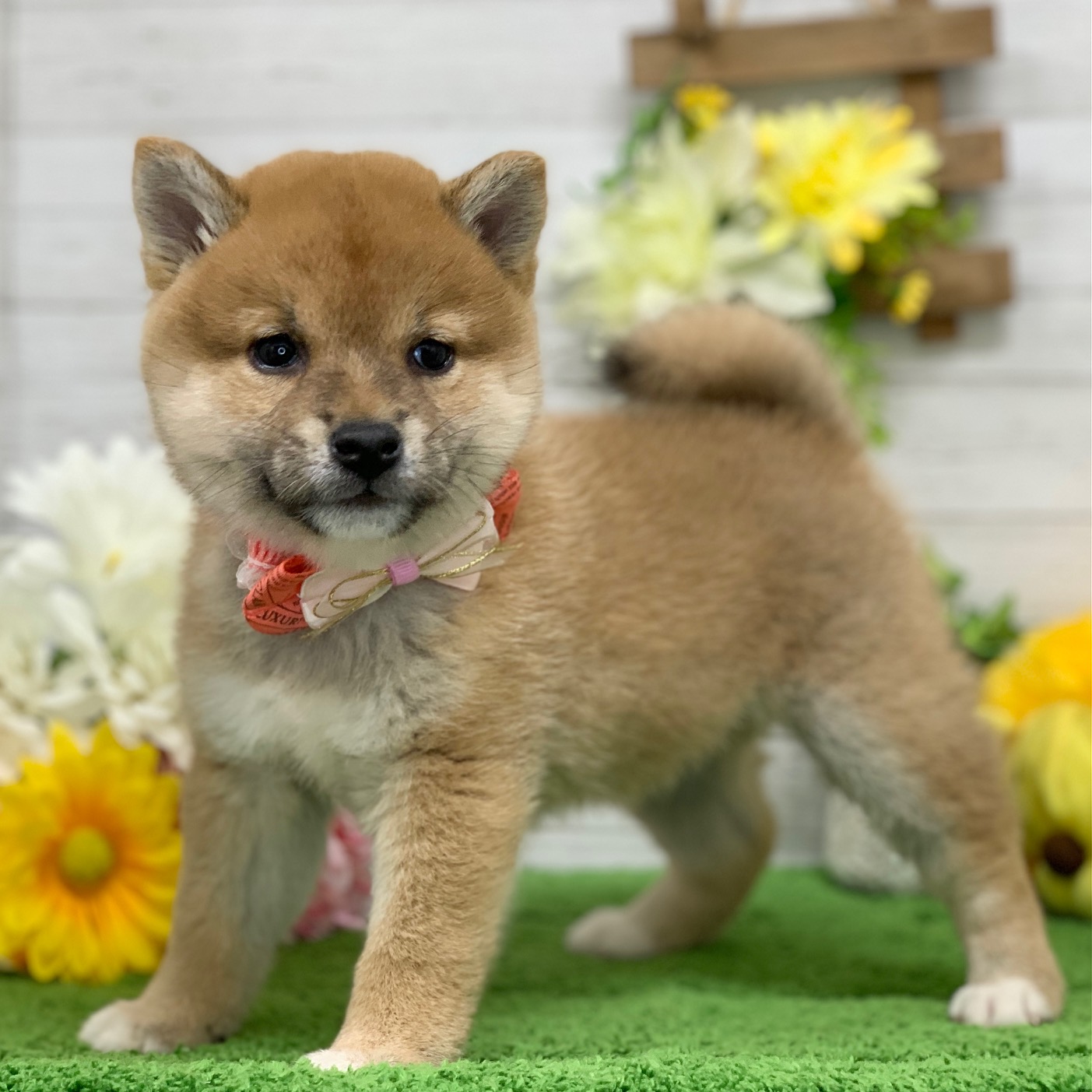兵庫県の柴犬(標準サイズ) (ペッツワン神戸ひよどり台店/2025年9月24日生まれ/女の子/赤)の子犬の3枚目の画像
