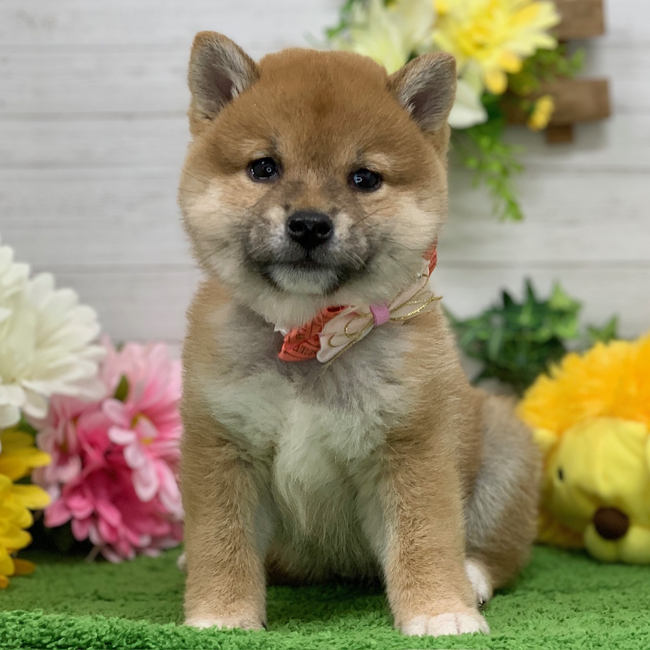 兵庫県の柴犬(標準サイズ) (ペッツワン神戸ひよどり台店/2025年9月24日生まれ/女の子/赤)の子犬の1枚目の画像