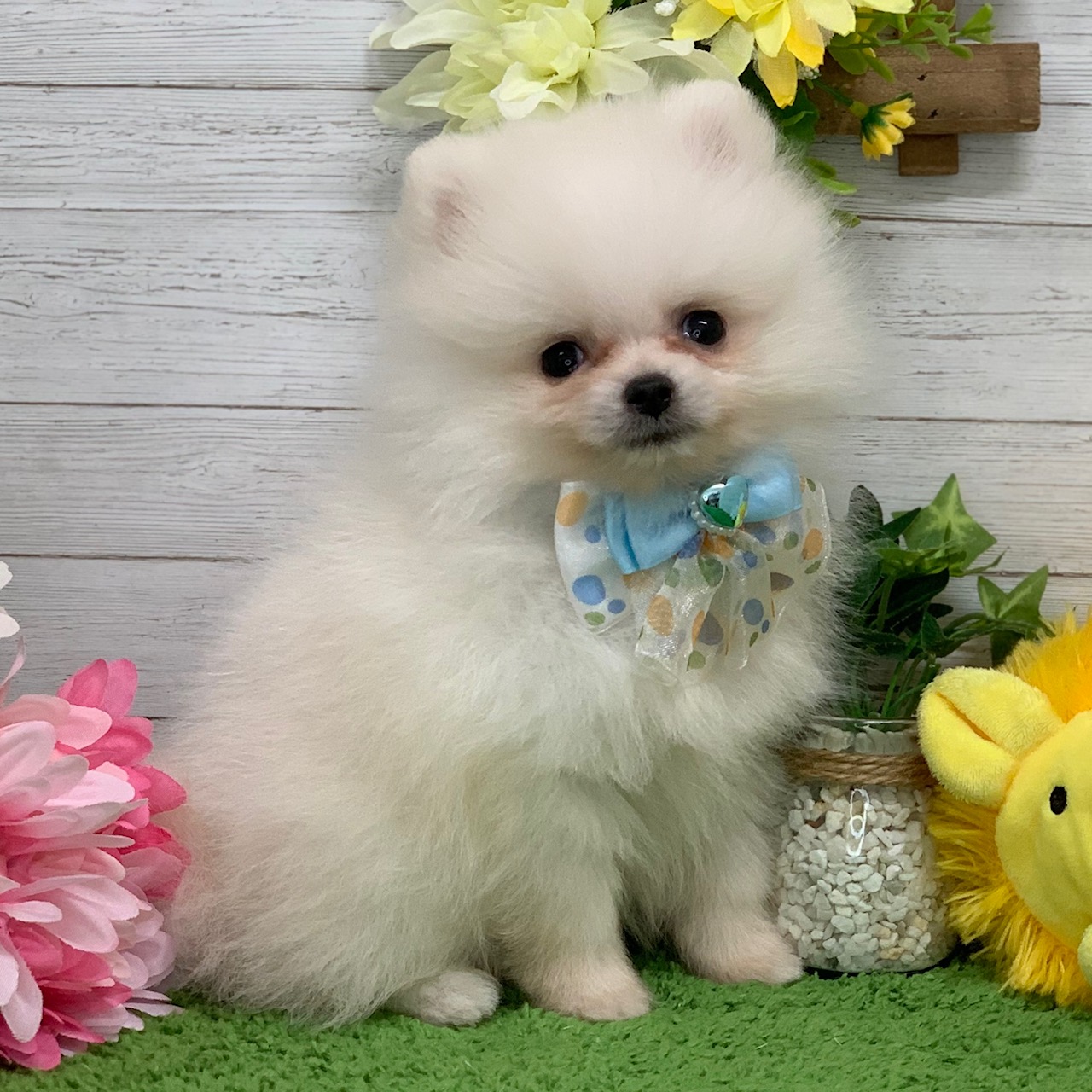 兵庫県のポメラニアン (ペッツワン神戸ひよどり台店/2025年9月20日生まれ/男の子/クリーム)の子犬の3枚目の画像