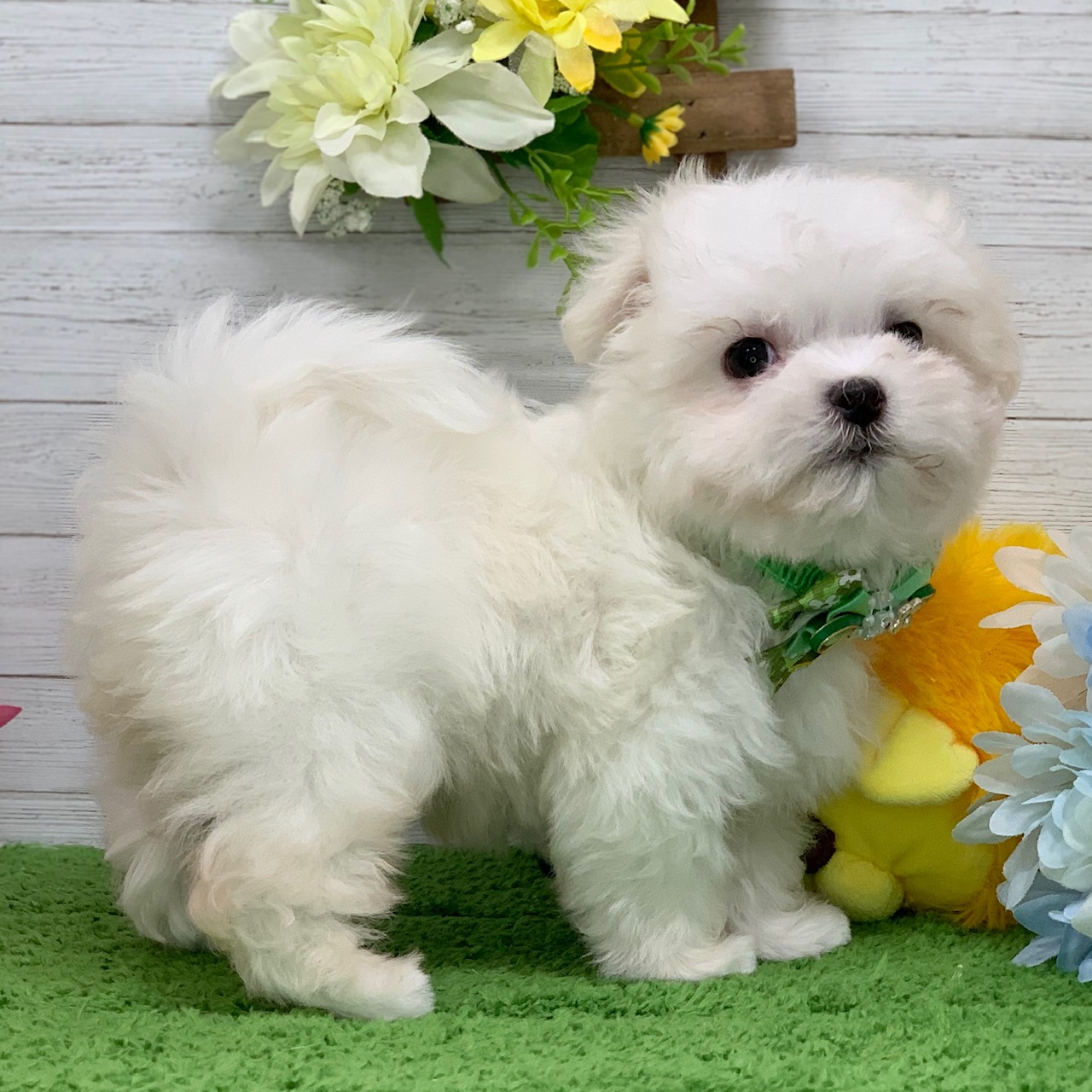 兵庫県のマルチーズ (ペッツワン神戸ひよどり台店/2025年9月23日生まれ/男の子/ホワイト)の子犬の3枚目の画像