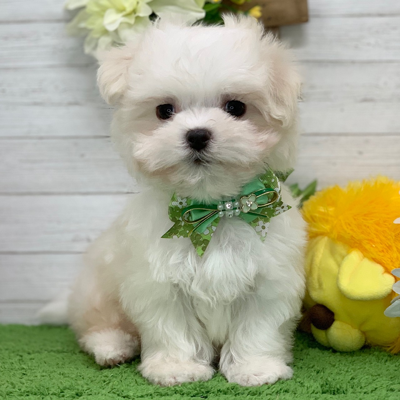 兵庫県のマルチーズ (ペッツワン神戸ひよどり台店/2025年9月23日生まれ/男の子/ホワイト)の子犬の1枚目の画像