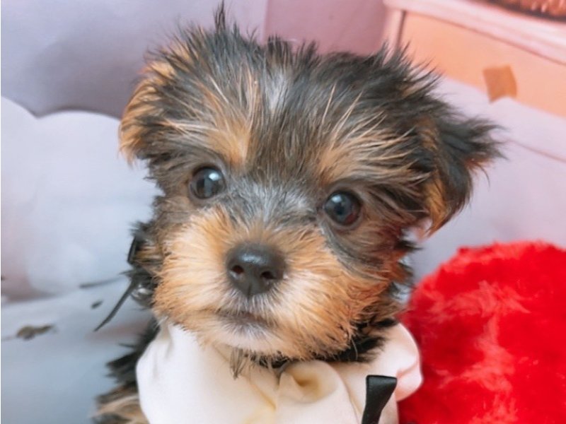 愛知県のヨークシャーテリア (ペッツワン豊田四郷店/2025年6月28日生まれ/男の子/スチールブルータン)の子犬の1枚目の画像