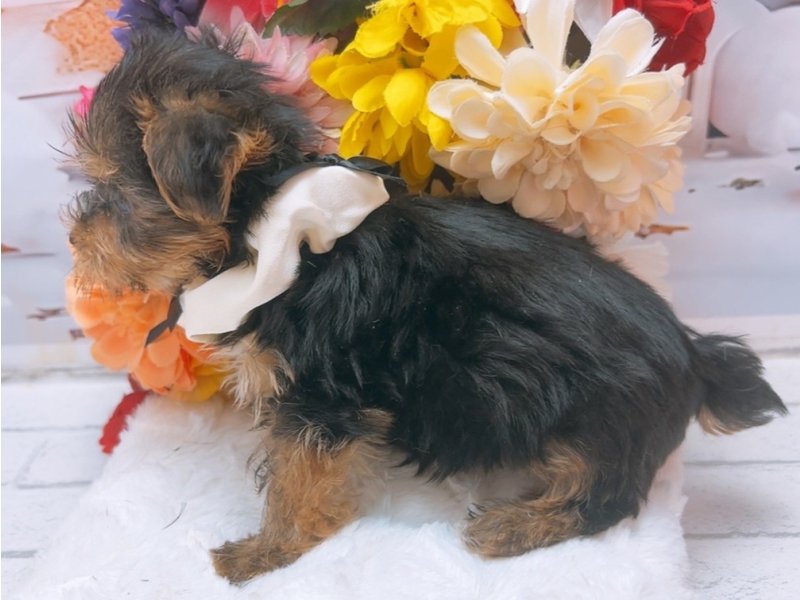 愛知県のヨークシャーテリア (ペッツワン豊田四郷店/2025年6月28日生まれ/男の子/スチールブルータン)の子犬の3枚目の画像