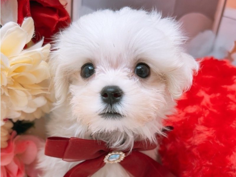 愛知県のマルチーズ (ペッツワン豊田四郷店/2025年6月29日生まれ/男の子/ホワイト)の子犬の1枚目の画像