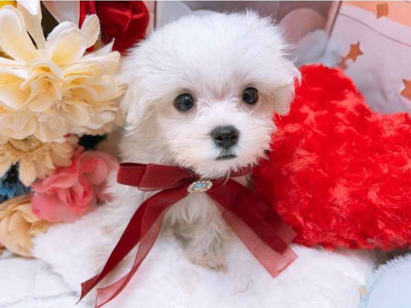 愛知県のマルチーズ (ペッツワン豊田四郷店/2025年6月29日生まれ/男の子/ホワイト)の子犬の2枚目の画像