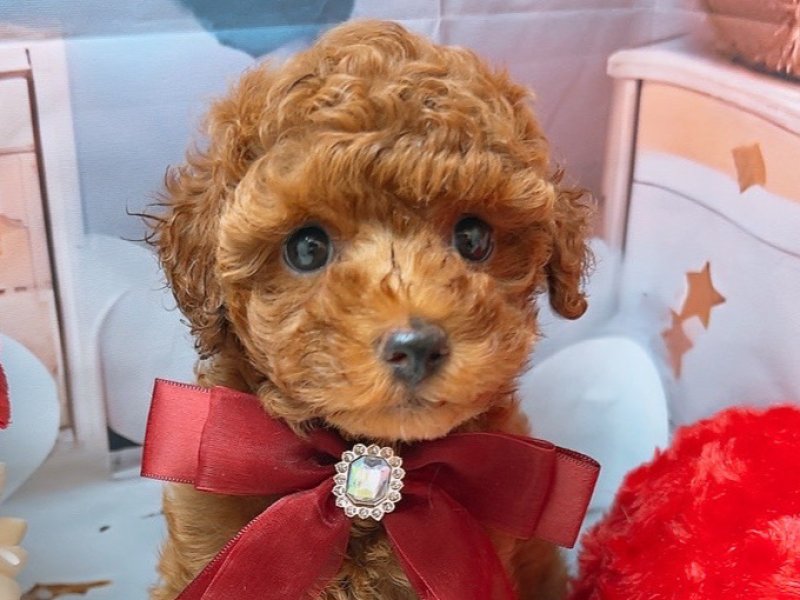 愛知県のトイプードル(トイ) (ペッツワン豊田四郷店/2025年6月20日生まれ/男の子/レッドフォーン)の子犬の1枚目の画像