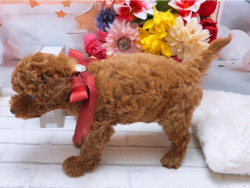 愛知県のトイプードル(トイ) (ペッツワン豊田四郷店/2025年6月20日生まれ/男の子/レッドフォーン)の子犬の3枚目の画像