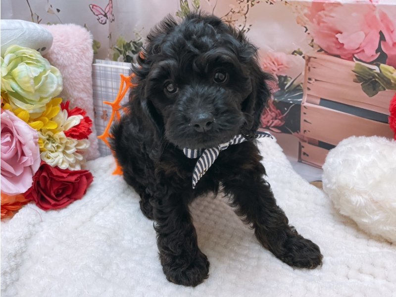 愛知県のハーフ犬・ミックス犬 (ペッツワン豊田四郷店/2025年8月23日生まれ/男の子/ブラック)の子犬の2枚目の画像