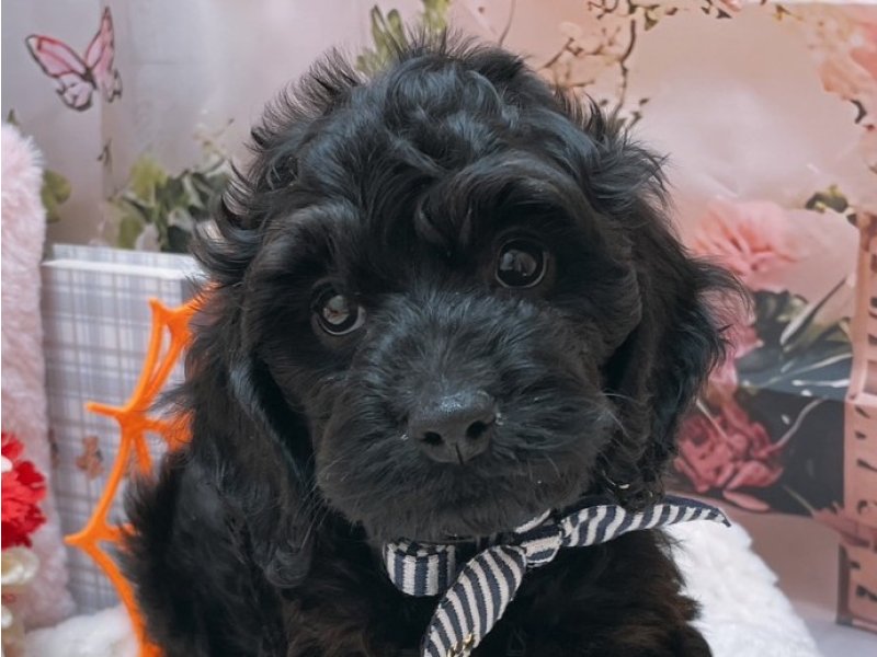 愛知県のハーフ犬・ミックス犬 (ペッツワン豊田四郷店/2025年8月23日生まれ/男の子/ブラック)の子犬の1枚目の画像