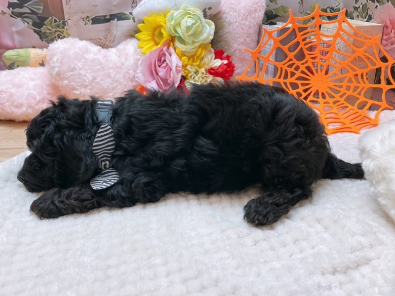 愛知県のハーフ犬・ミックス犬 (ペッツワン豊田四郷店/2025年8月23日生まれ/男の子/ブラック)の子犬の3枚目の画像