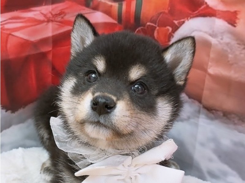 愛知県の柴犬(標準サイズ) (ペッツワン豊田四郷店/2025年9月18日生まれ/男の子/黒)の子犬の1枚目の画像