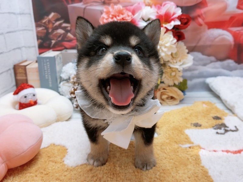 愛知県の柴犬(標準サイズ) (ペッツワン豊田四郷店/2025年9月18日生まれ/男の子/黒)の子犬の2枚目の画像