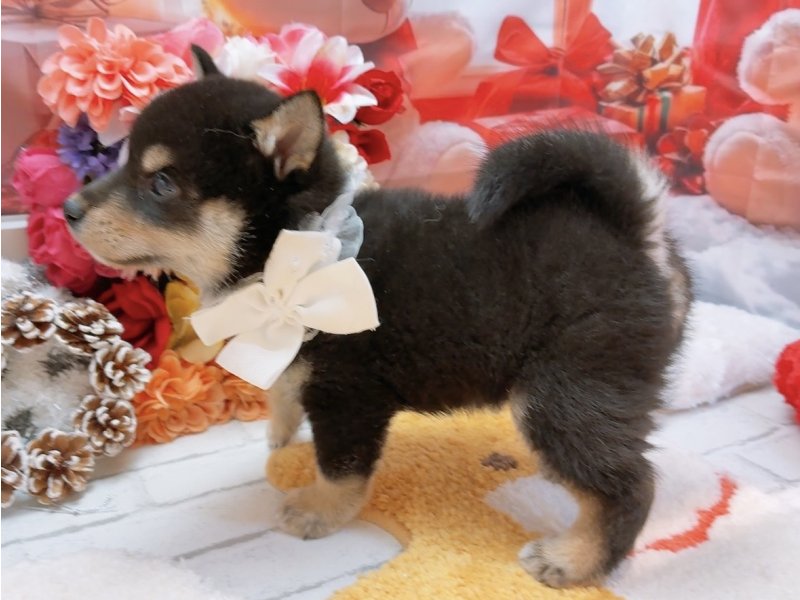 愛知県の柴犬(標準サイズ) (ペッツワン豊田四郷店/2025年9月18日生まれ/男の子/黒)の子犬の3枚目の画像