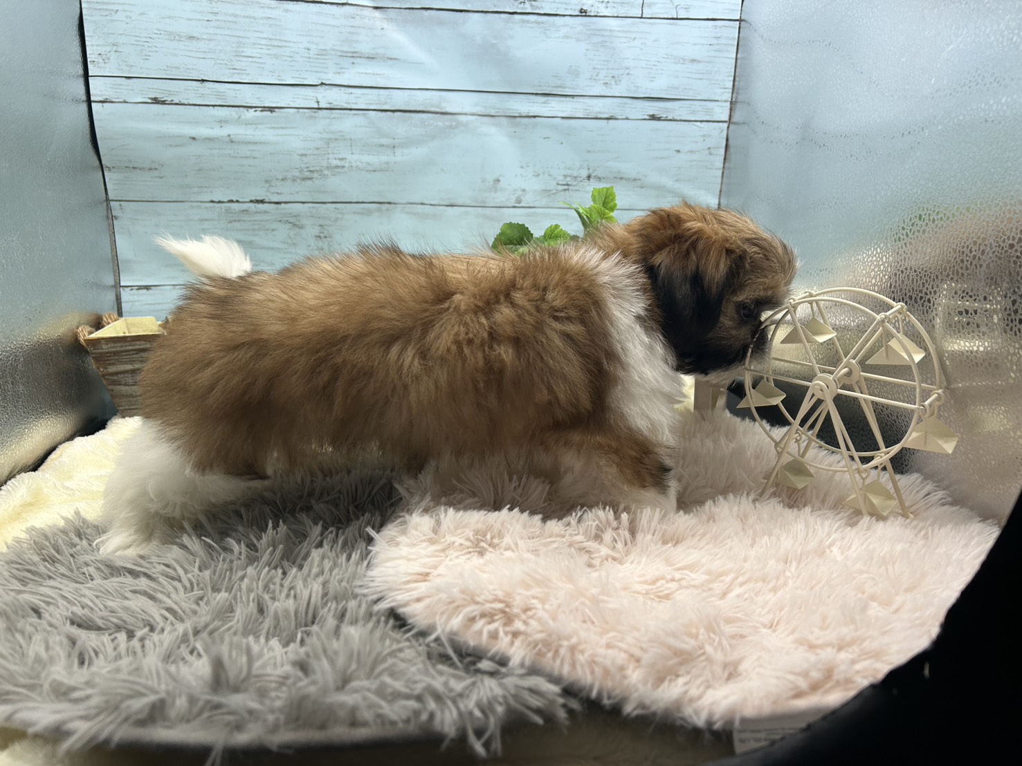 静岡県のシーズー (ペッツワン藤枝店/2025年8月21日生まれ/女の子/ホワイトゴールド)の子犬の3枚目の画像