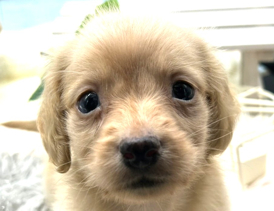 静岡県のミニチュアダックスフンド(ロング) (ペッツワン藤枝店/2025年9月27日生まれ/男の子/イエロー)の子犬の2枚目の画像