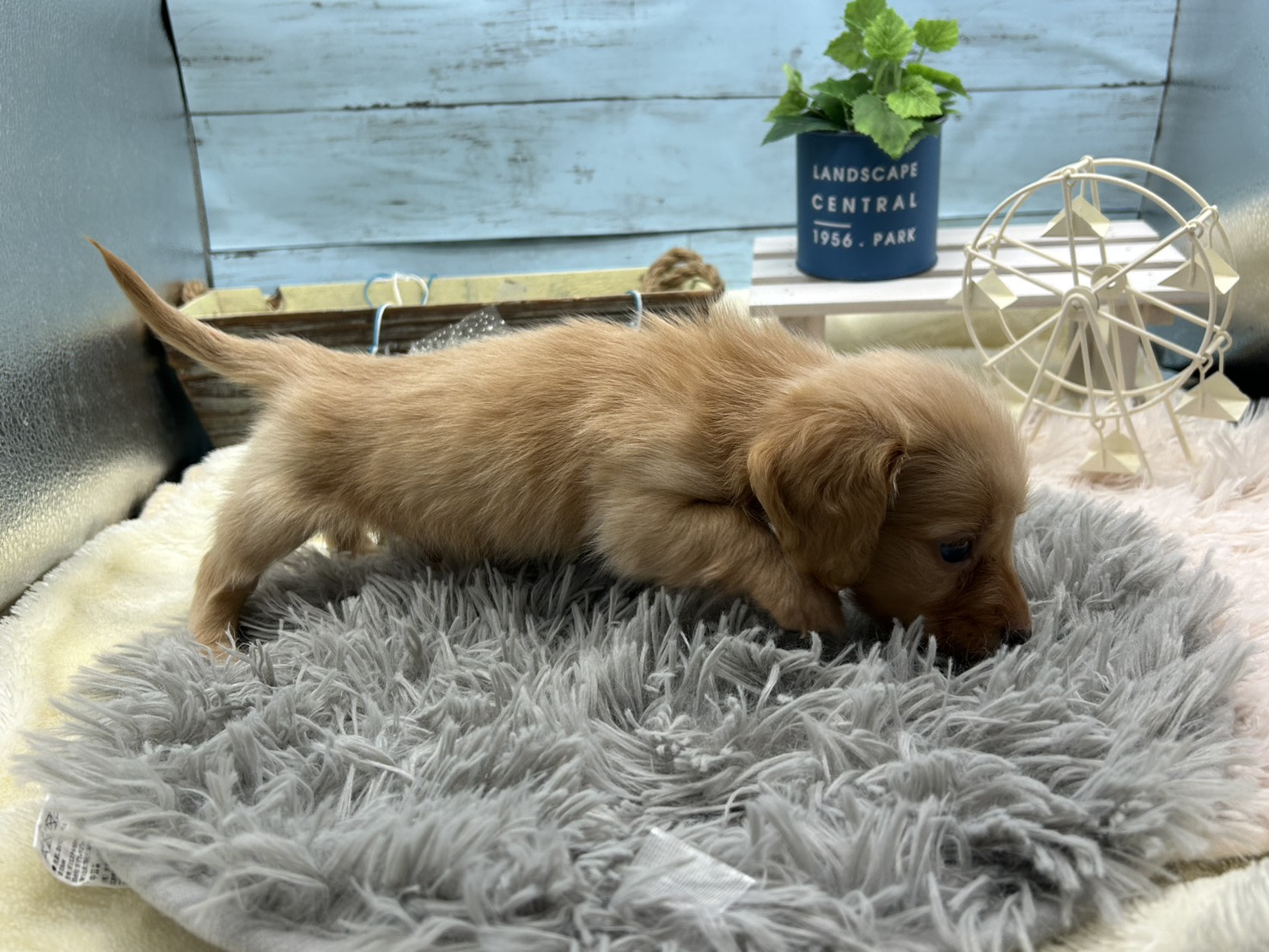 静岡県のミニチュアダックスフンド(ロング) (ペッツワン藤枝店/2025年9月27日生まれ/男の子/イエロー)の子犬の3枚目の画像