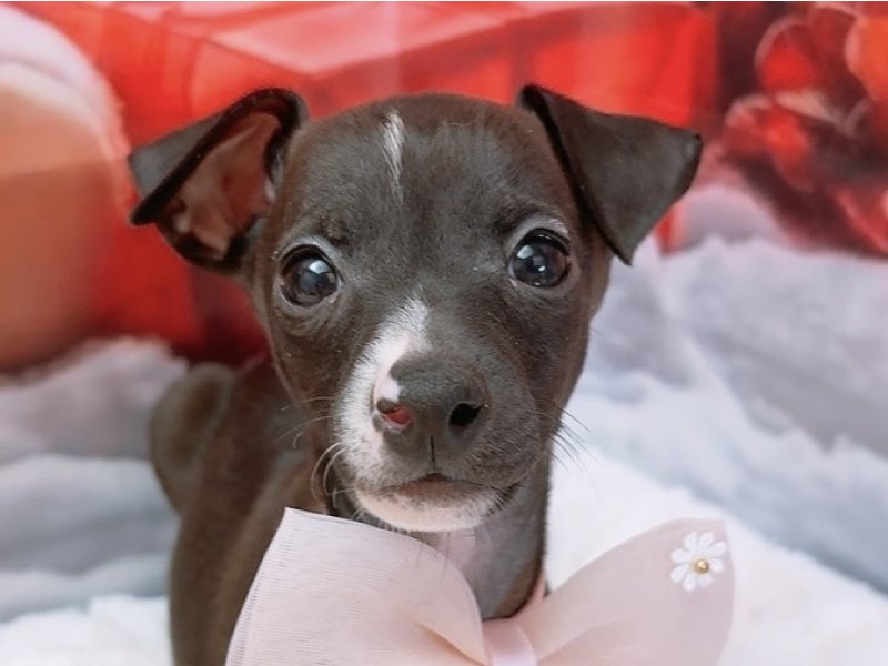 愛知県のイタリアングレーハウンド (ペッツワン豊田四郷店/2025年9月28日生まれ/男の子/シールホワイト)の子犬の1枚目の画像