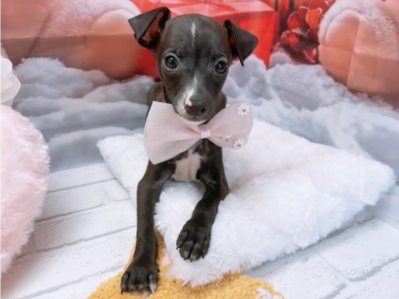 愛知県のイタリアングレーハウンド (ペッツワン豊田四郷店/2025年9月28日生まれ/男の子/シールホワイト)の子犬の2枚目の画像