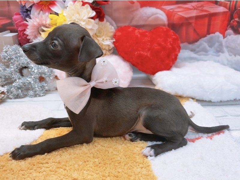 愛知県のイタリアングレーハウンド (ペッツワン豊田四郷店/2025年9月28日生まれ/男の子/シールホワイト)の子犬の3枚目の画像