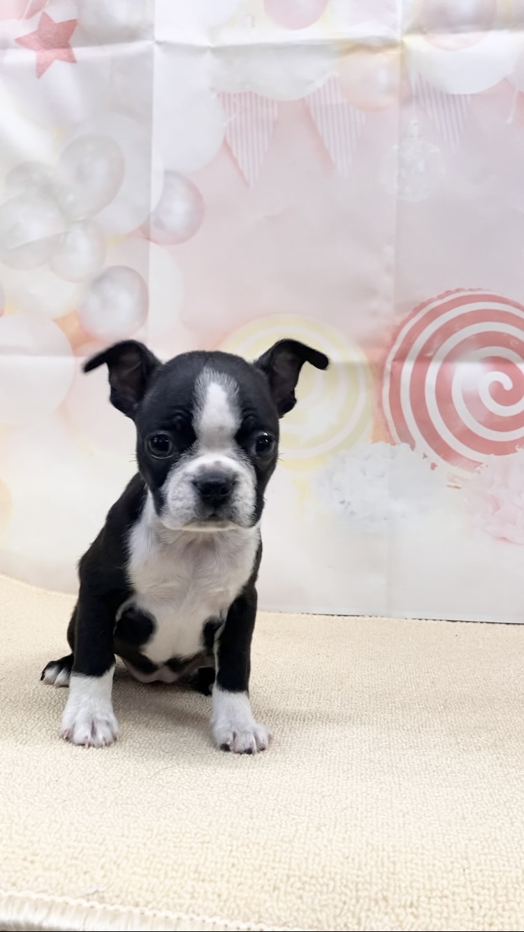 岡山県のボストンテリア (ペッツワンFC津山店/2025年9月21日生まれ/女の子/ボストンカラー)の子犬