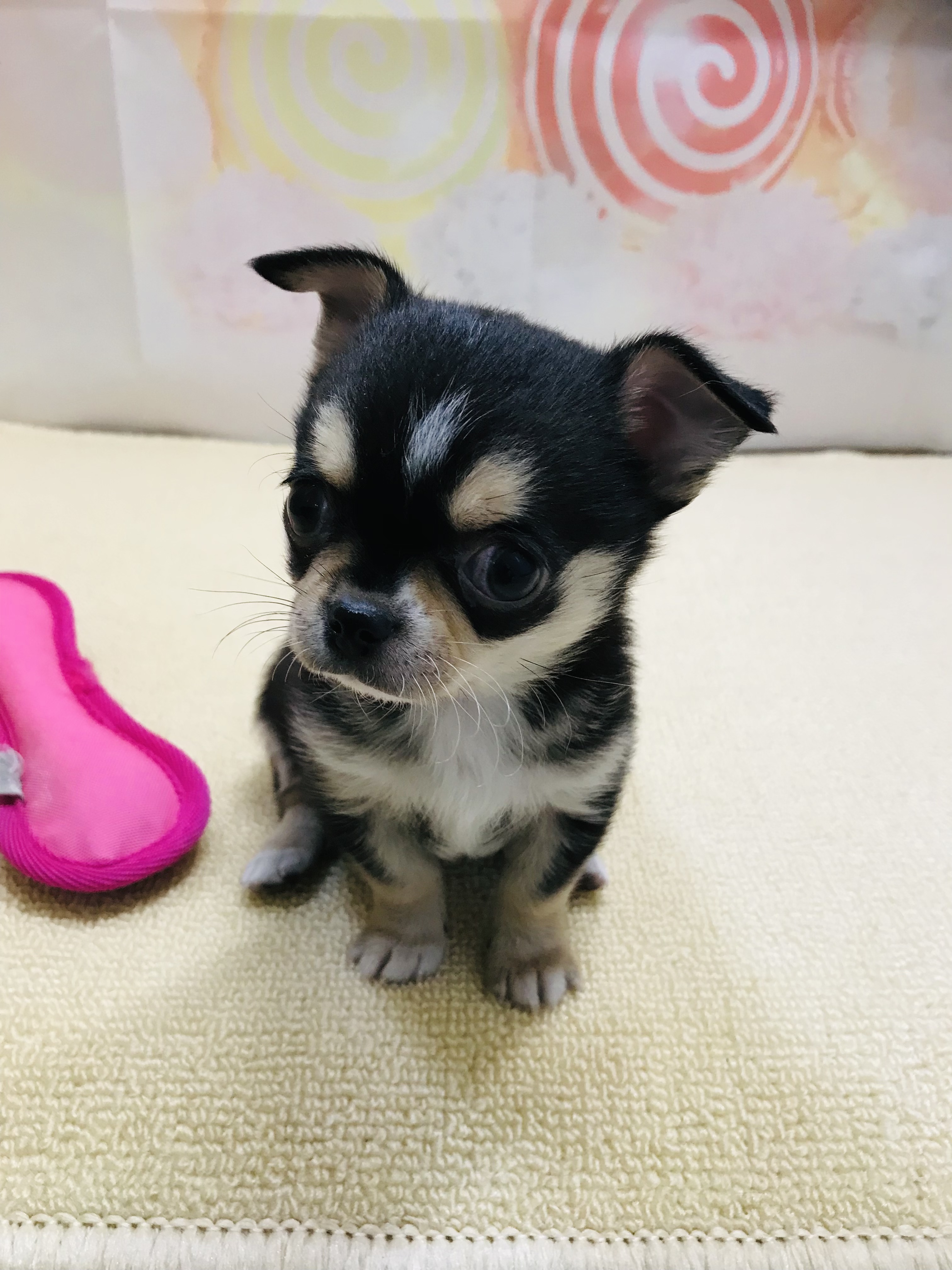 岡山県のチワワ(ロング) (ペッツワンFC津山店/2025年9月21日生まれ/男の子/ブラッククリーム)の子犬