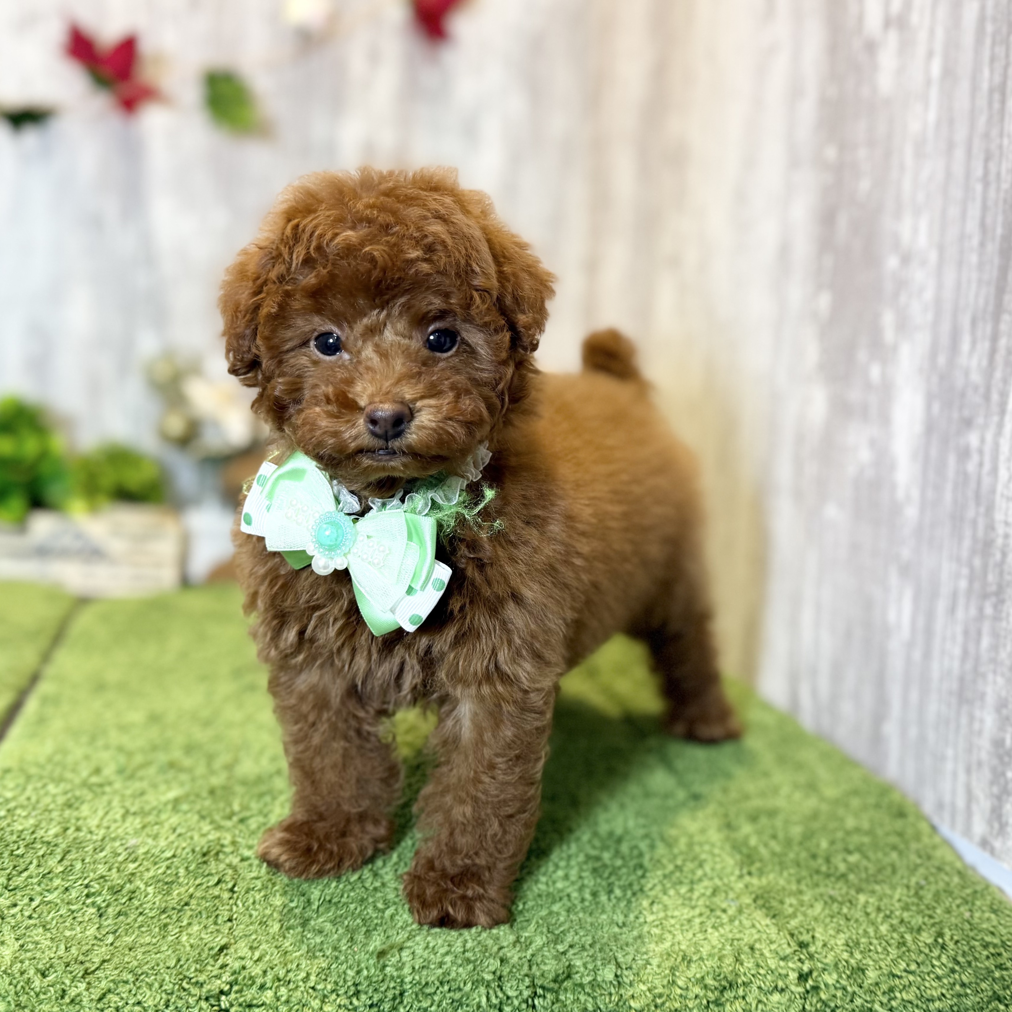 兵庫県のトイプードル(トイ) (ペッツワン姫路大津店/2025年9月21日生まれ/男の子/レッドフォーン)の子犬の3枚目の画像