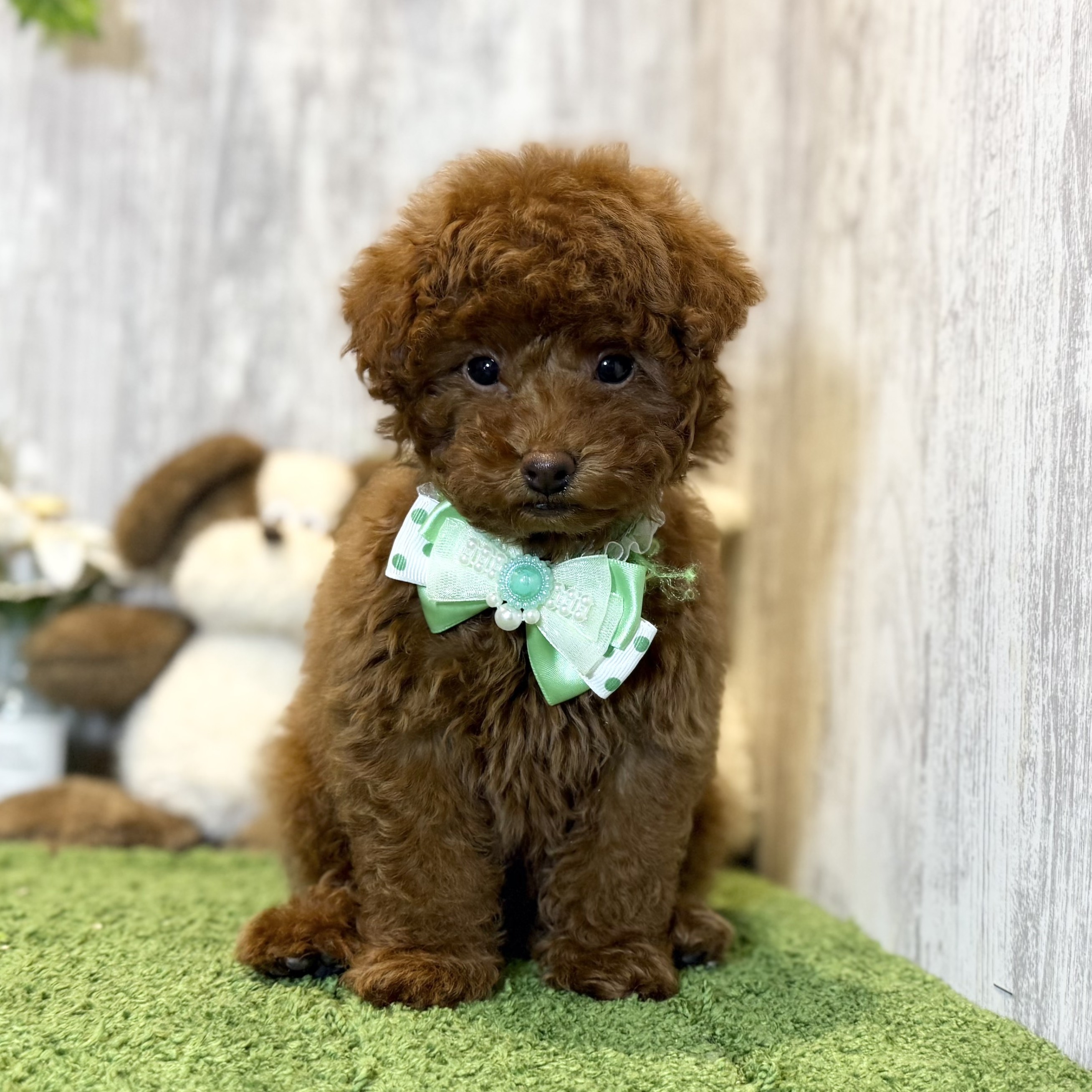 兵庫県のトイプードル(トイ) (ペッツワン姫路大津店/2025年9月21日生まれ/男の子/レッドフォーン)の子犬