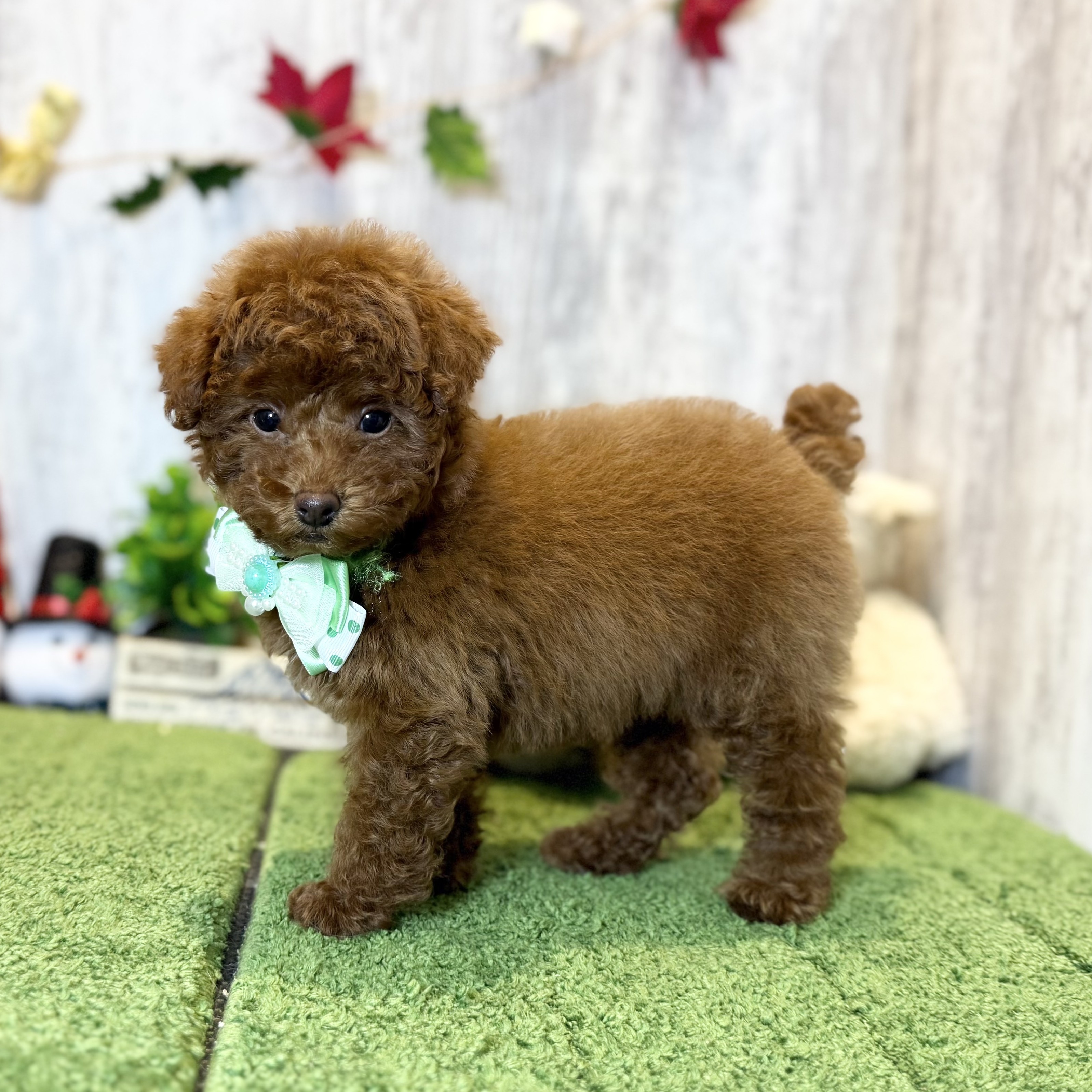 兵庫県のトイプードル(トイ) (ペッツワン姫路大津店/2025年9月21日生まれ/男の子/レッドフォーン)の子犬の2枚目の画像