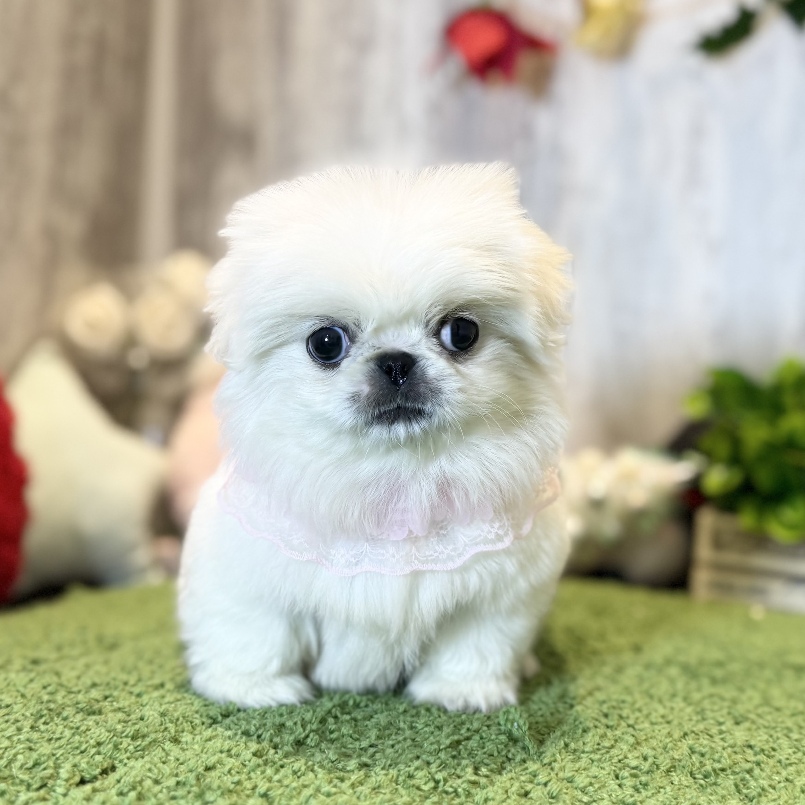 兵庫県のペキニーズ (ペッツワン姫路大津店/2025年9月25日生まれ/女の子/ホワイト)の子犬