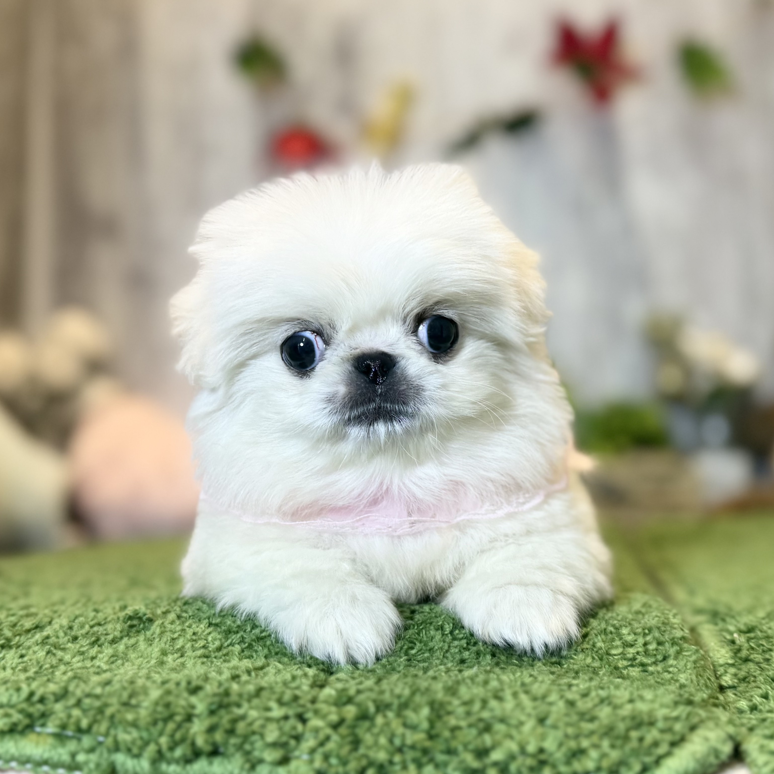 兵庫県のペキニーズ (ペッツワン姫路大津店/2025年9月25日生まれ/女の子/ホワイト)の子犬の2枚目の画像