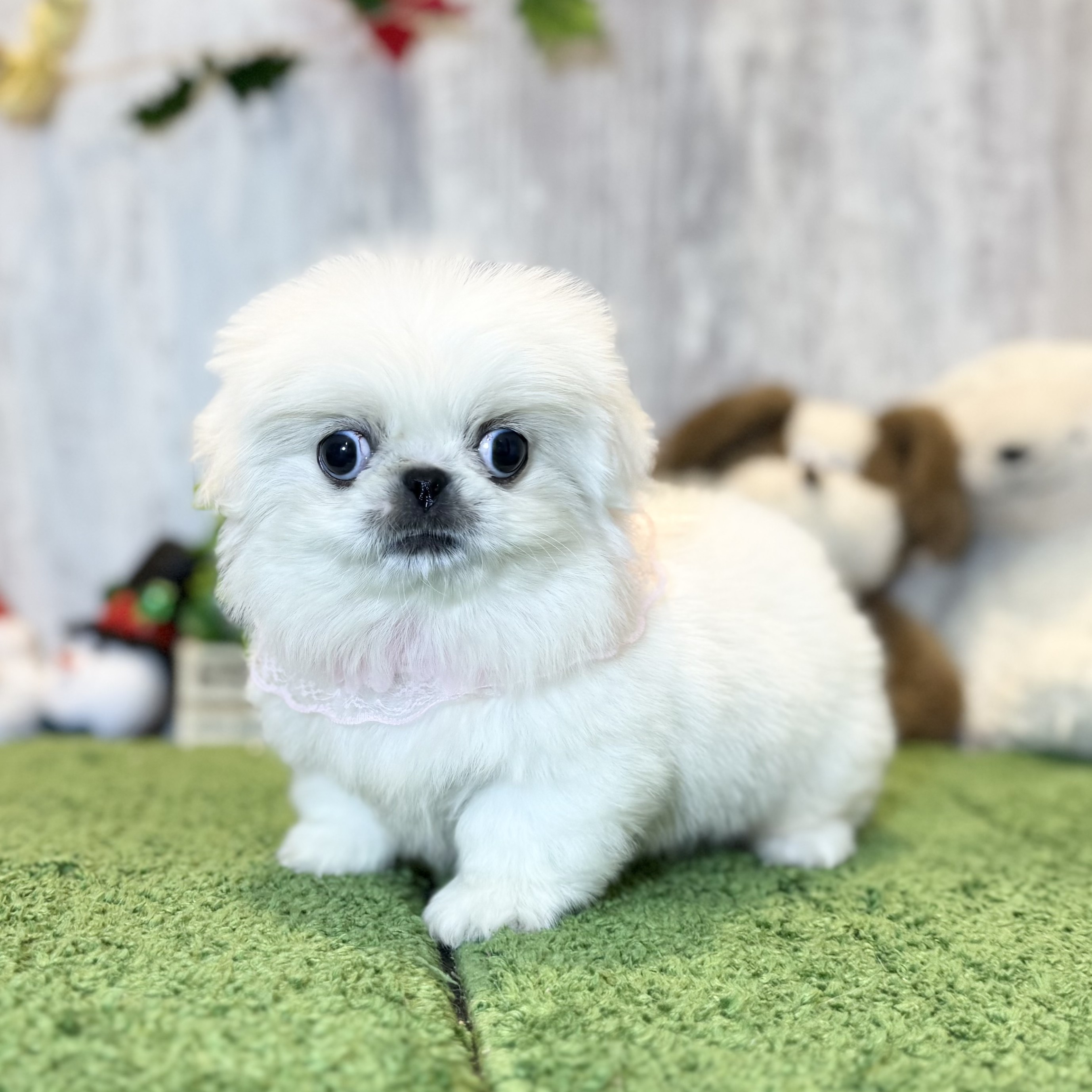 兵庫県のペキニーズ (ペッツワン姫路大津店/2025年9月25日生まれ/女の子/ホワイト)の子犬の3枚目の画像