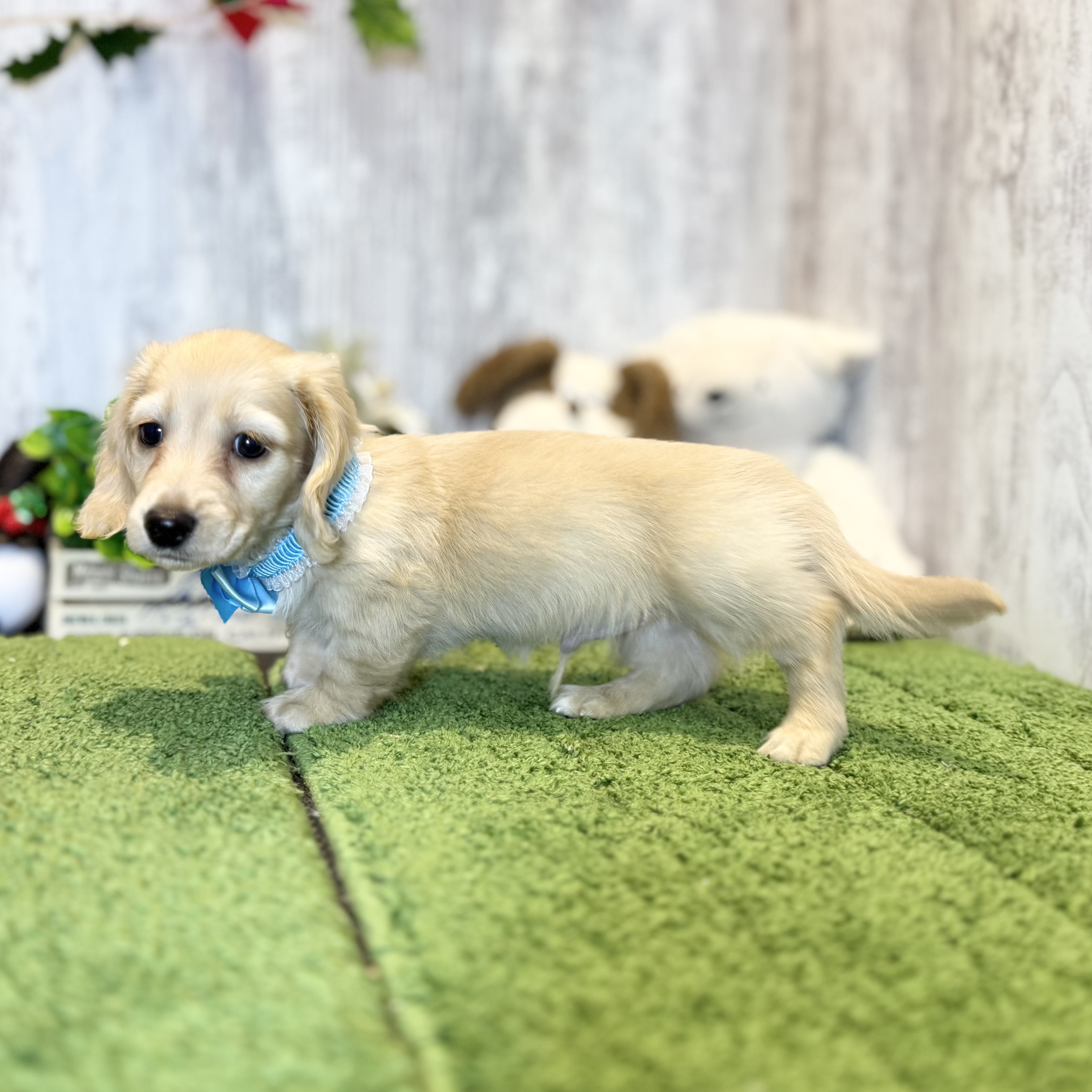 兵庫県のカニンヘンダックスフンド(ロング) (ペッツワン姫路大津店/2025年9月24日生まれ/男の子/ゴールド)の子犬の2枚目の画像