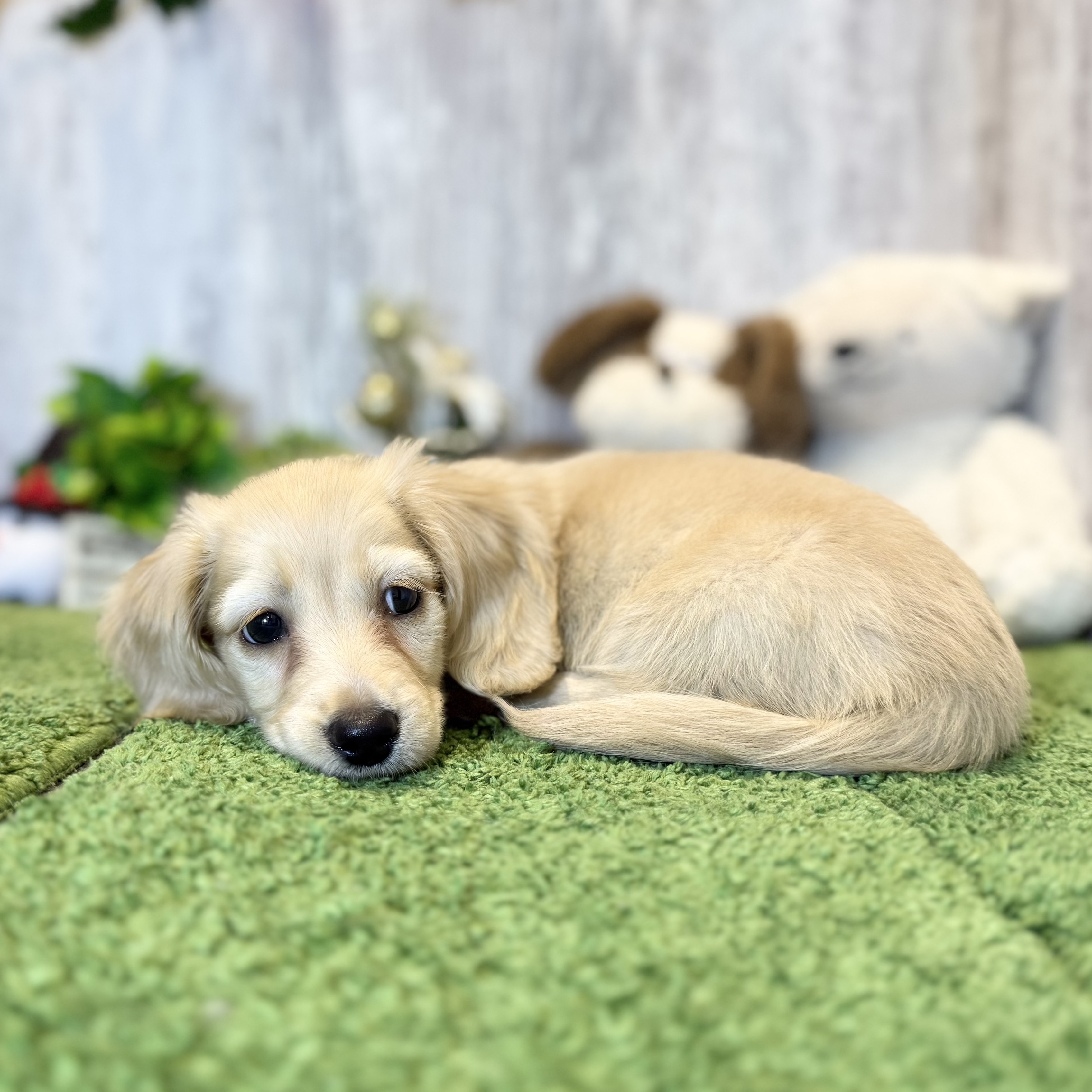 兵庫県のカニンヘンダックスフンド(ロング) (ペッツワン姫路大津店/2025年9月24日生まれ/男の子/ゴールド)の子犬の3枚目の画像