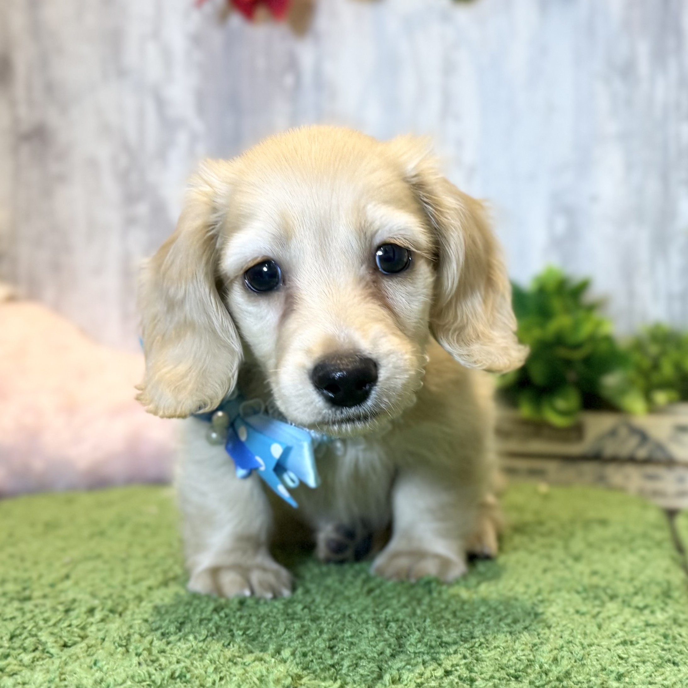 兵庫県のカニンヘンダックスフンド(ロング) (ペッツワン姫路大津店/2025年9月24日生まれ/男の子/ゴールド)の子犬