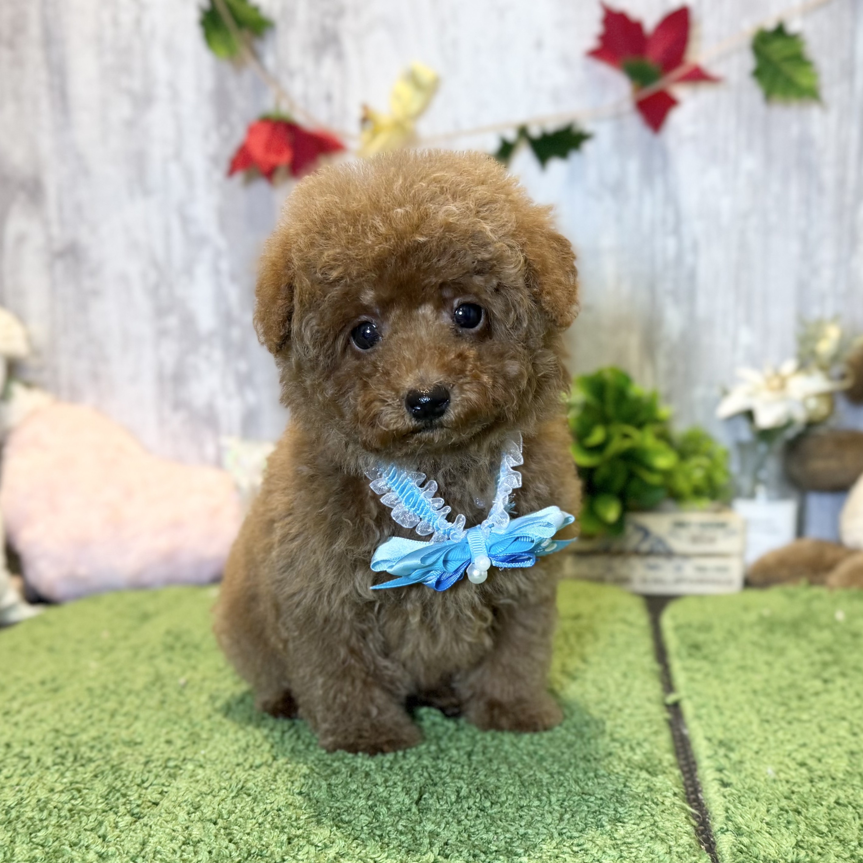 兵庫県のトイプードル(トイ) (ペッツワン姫路大津店/2025年9月25日生まれ/男の子/レッドフォーン)の子犬