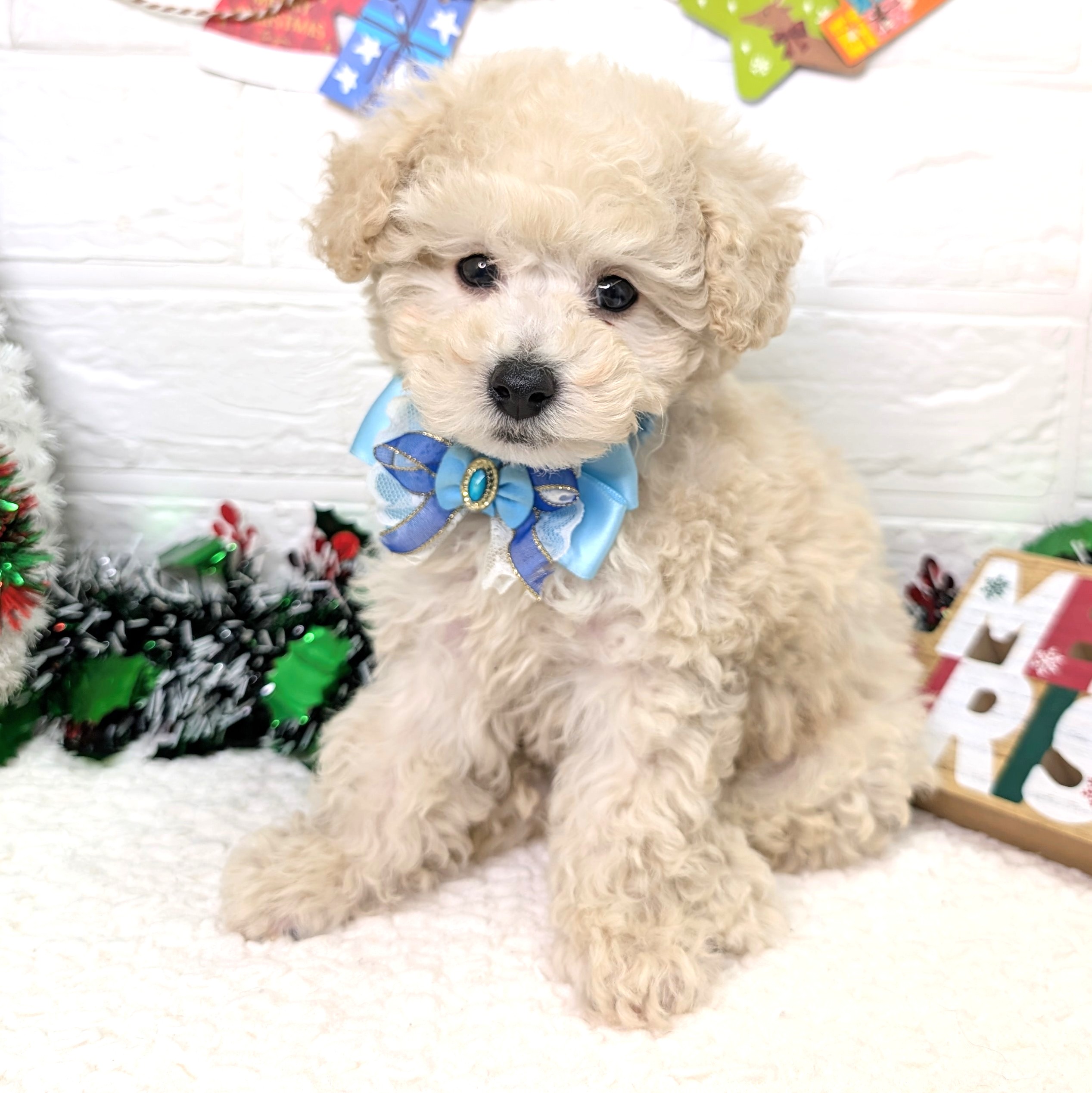 大阪府のトイプードル(トイ) (ペッツワン東大阪店/2025年10月1日生まれ/男の子/ペールフォーン)の子犬の1枚目の画像