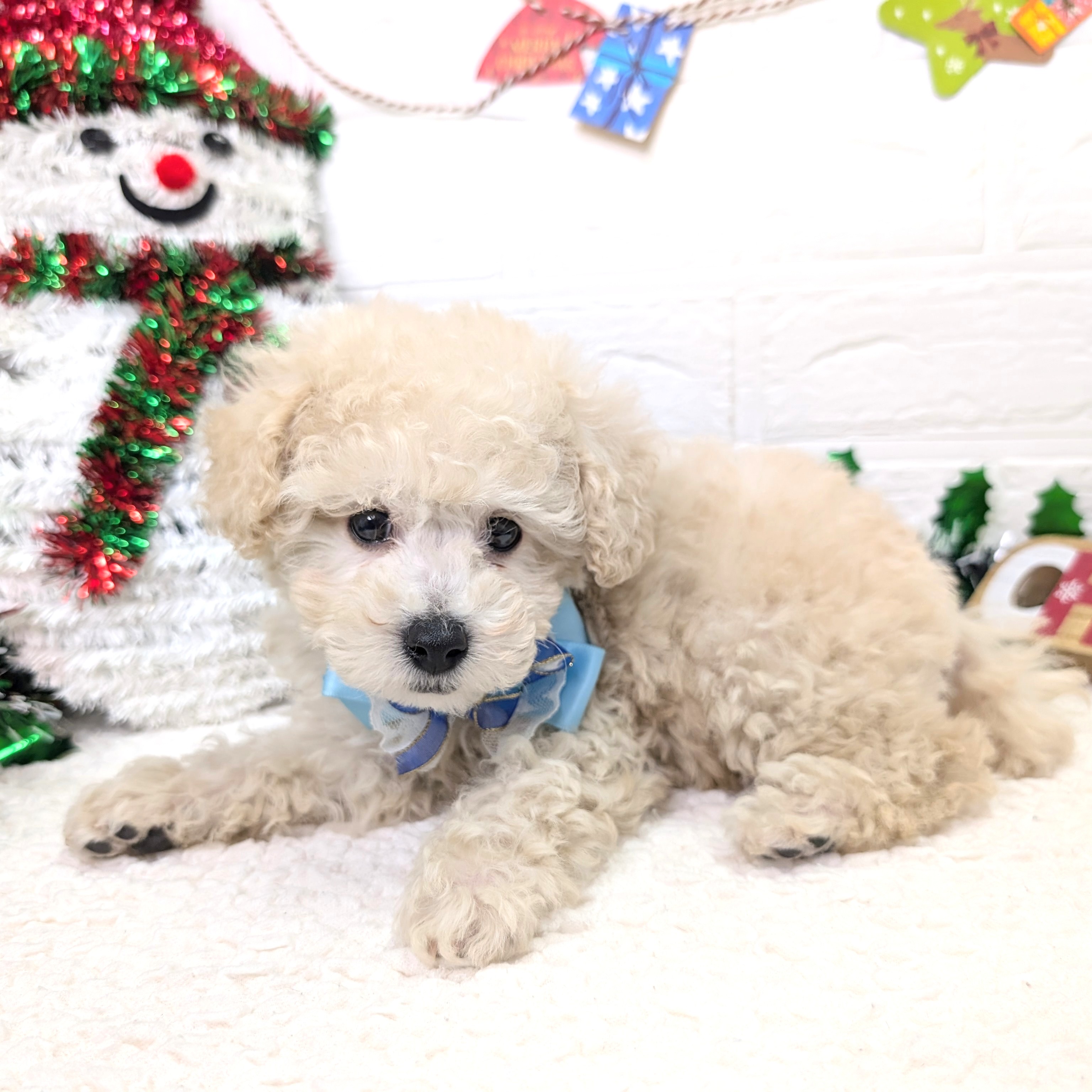 大阪府のトイプードル(トイ) (ペッツワン東大阪店/2025年10月1日生まれ/男の子/ペールフォーン)の子犬の2枚目の画像