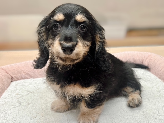 福島県のミニチュアダックスフンド(ロング) (ペッツワン郡山富田店/2025年9月27日生まれ/男の子/ブラックイエロー)の子犬