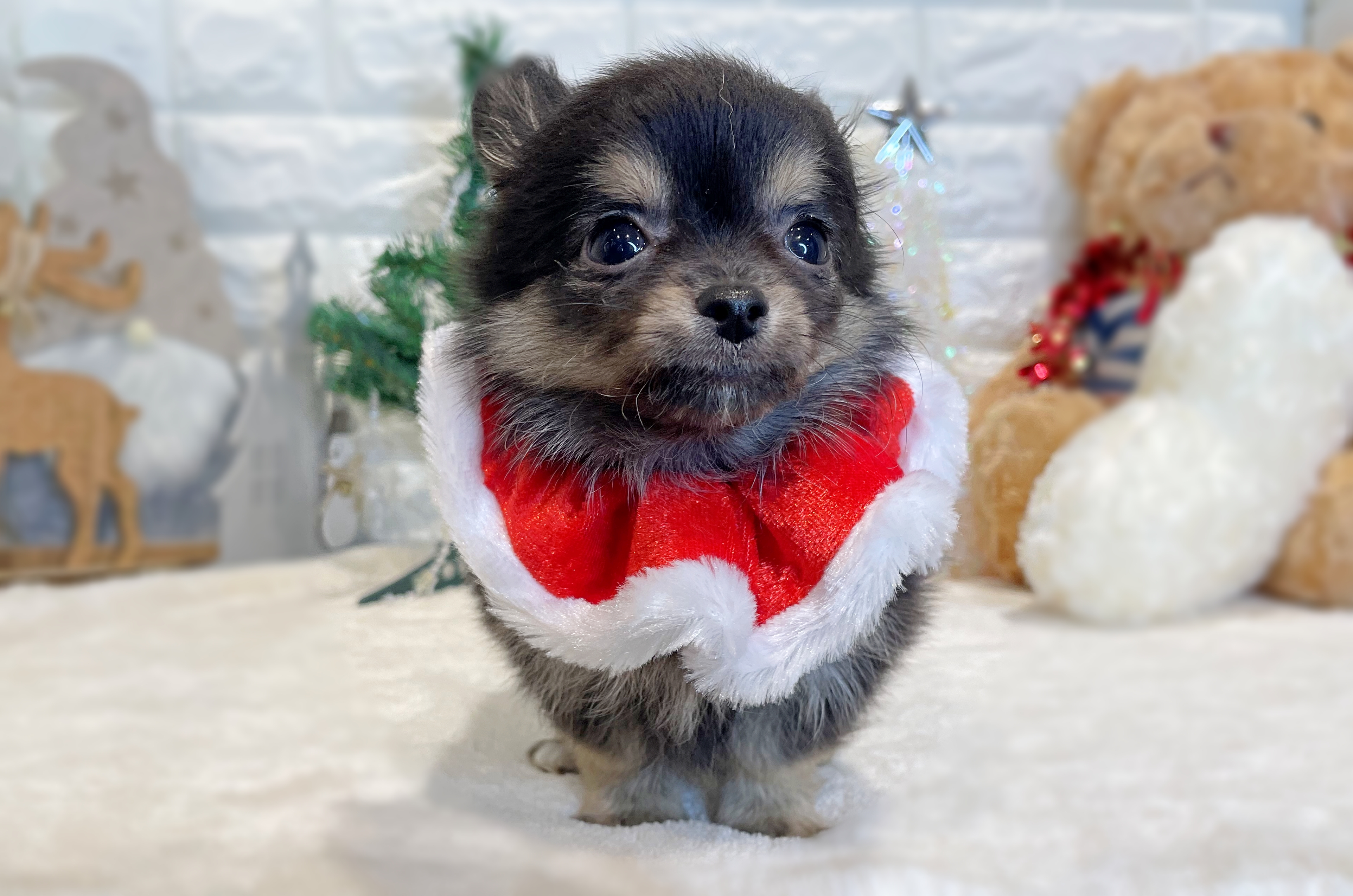 京都府のチワワ(ロング) (ペッツワン亀岡店/2025年10月1日生まれ/男の子/ブラッククリームホワイト)の子犬の2枚目の画像