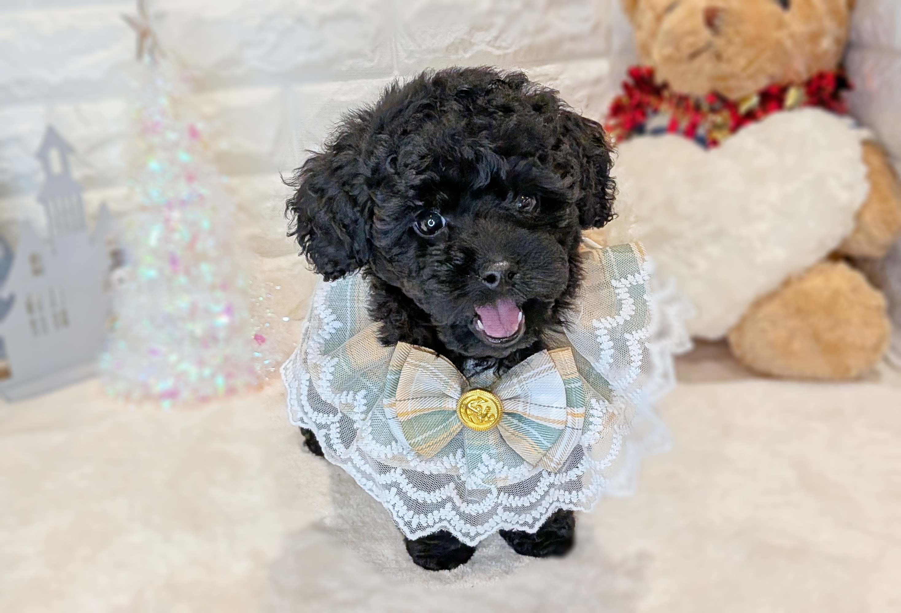 京都府のミニチュアプードル (ペッツワン亀岡店/2025年10月2日生まれ/女の子/ブラック)の子犬の3枚目の画像